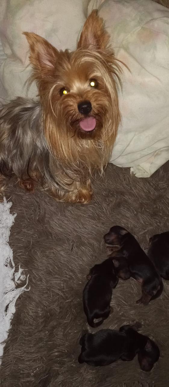 Yorkshire Terrier - Foto 3