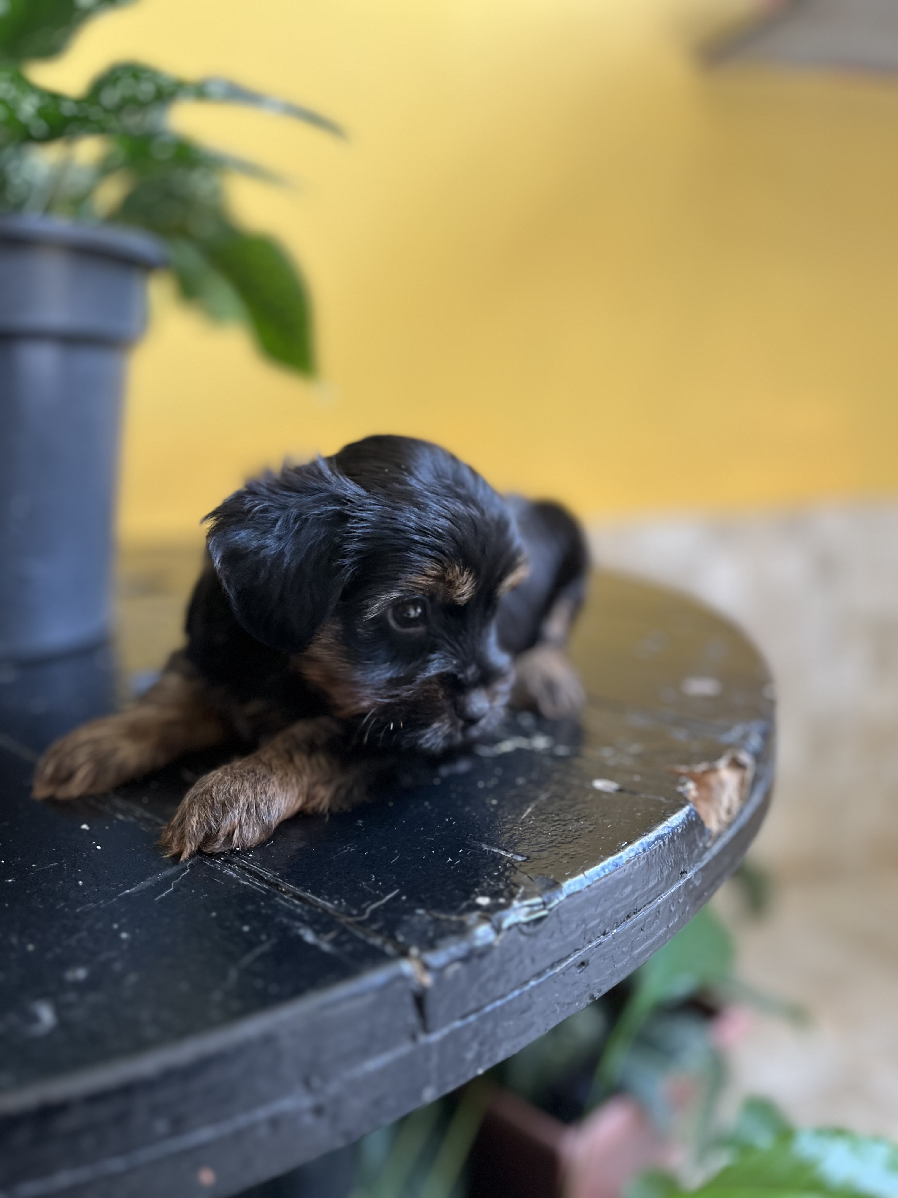 Portal Vendocão 🐾 Lindo Filhote de Yorkshire Terrier à Venda! 🐾 Itabuna 