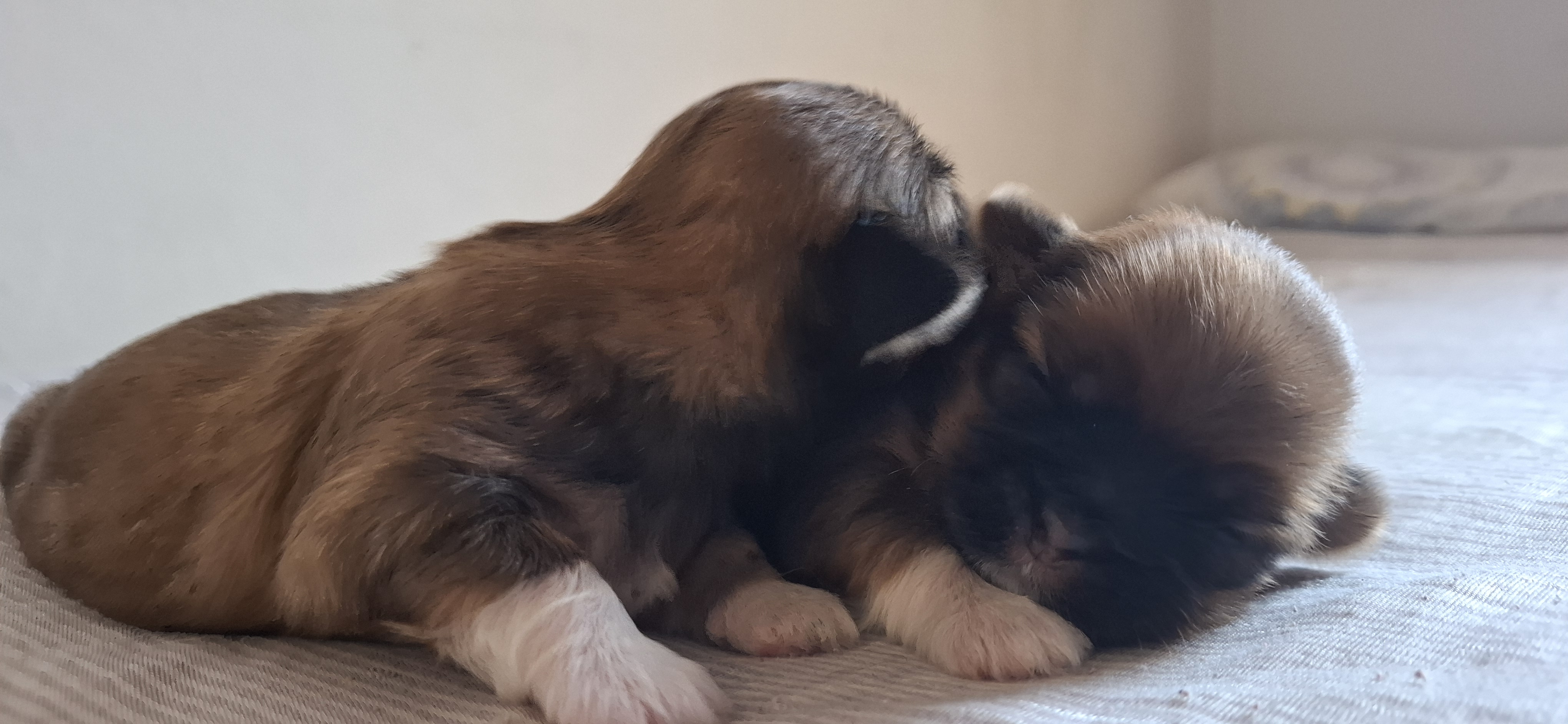 Portal Vendocão Vende-se Filhote de Shih-Tzu  Palmas