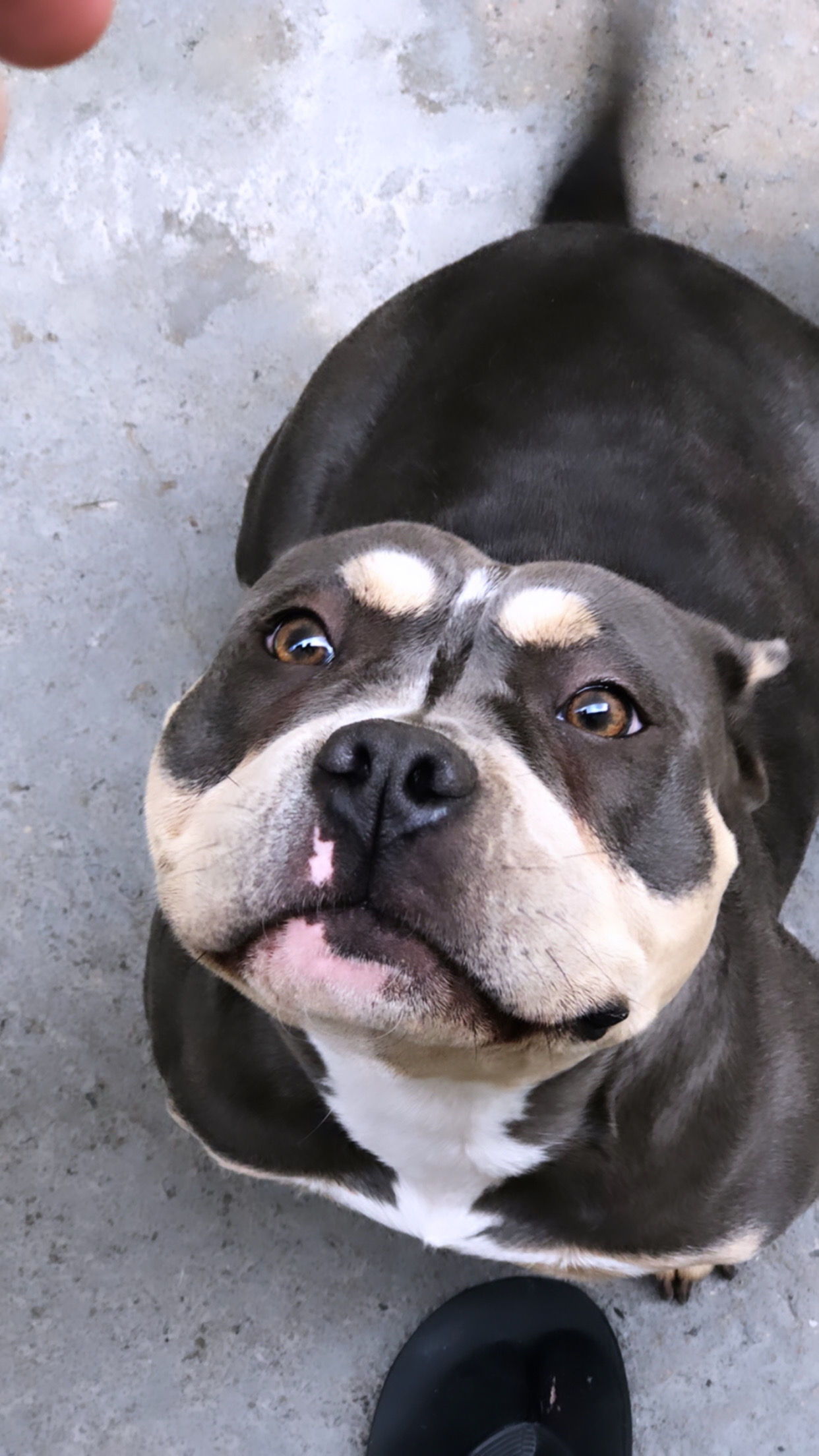 Portal Vendocão Filhotes american bully  Alvorada