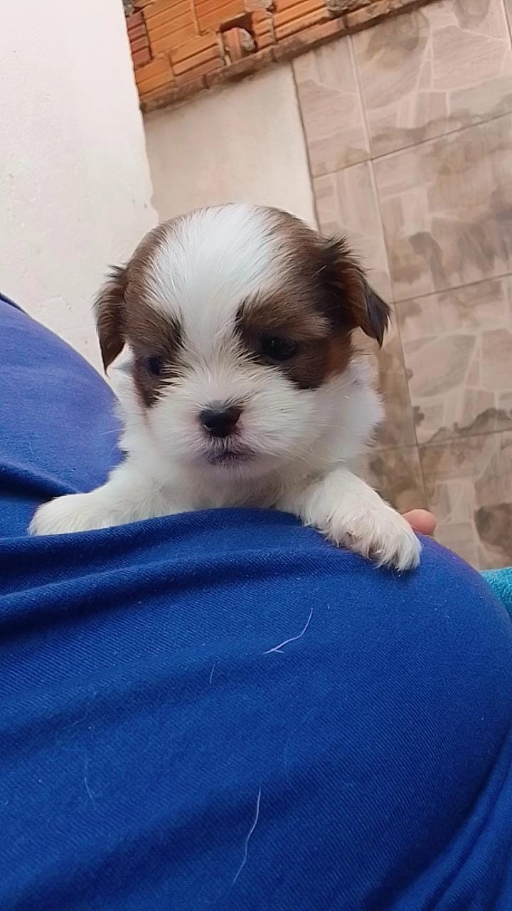 Shih tzu mini  - Foto 1