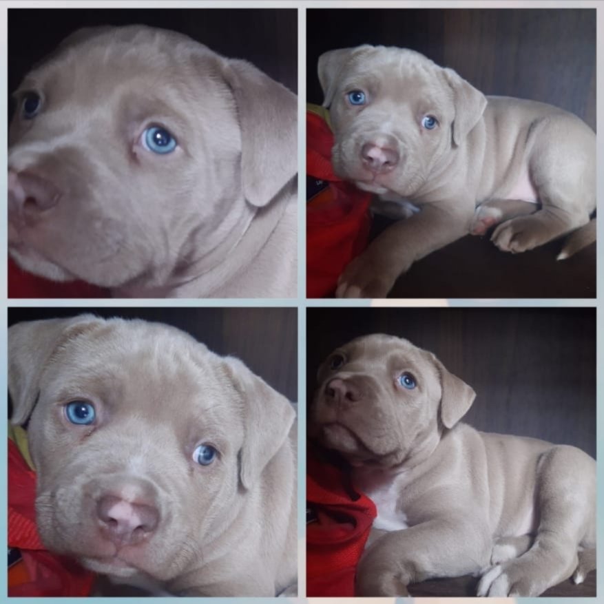 Filhote de Pitbull macho  - Foto 1