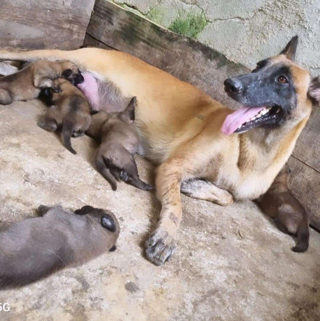 Portal Vendocão FILHOTES DE PASTOR BELGA DE MALINOIS Itaguaí