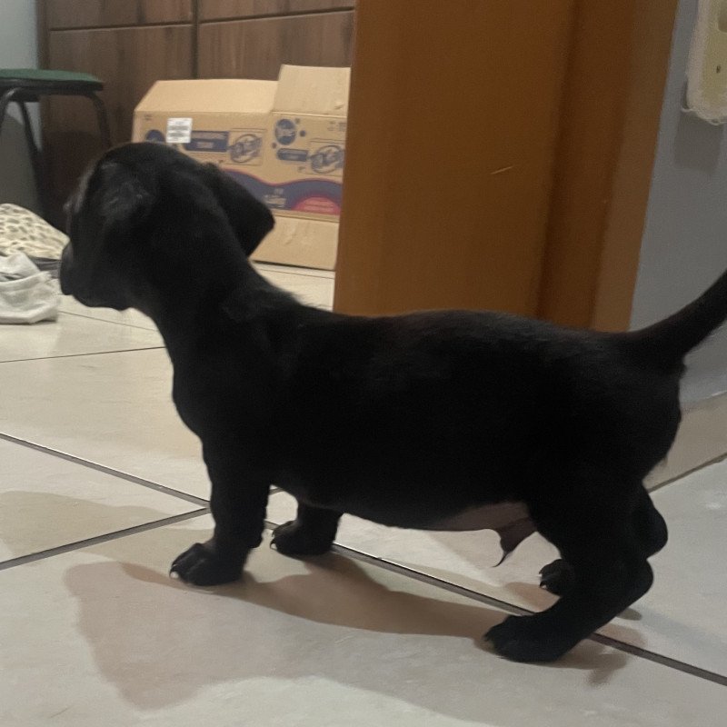 Lindo filhote de Dachshund machinho na cor total black