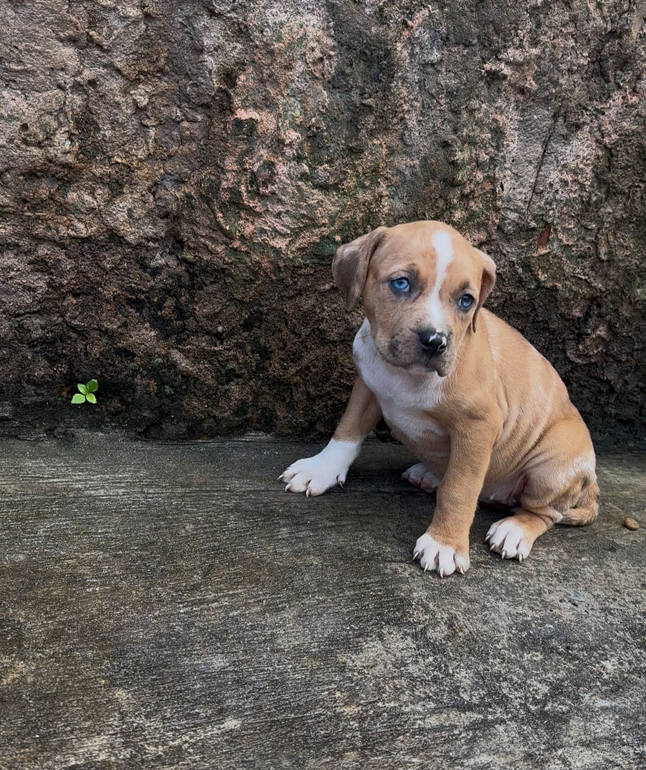 Portal Vendocão Filhotes de Pitbul  Salvador 