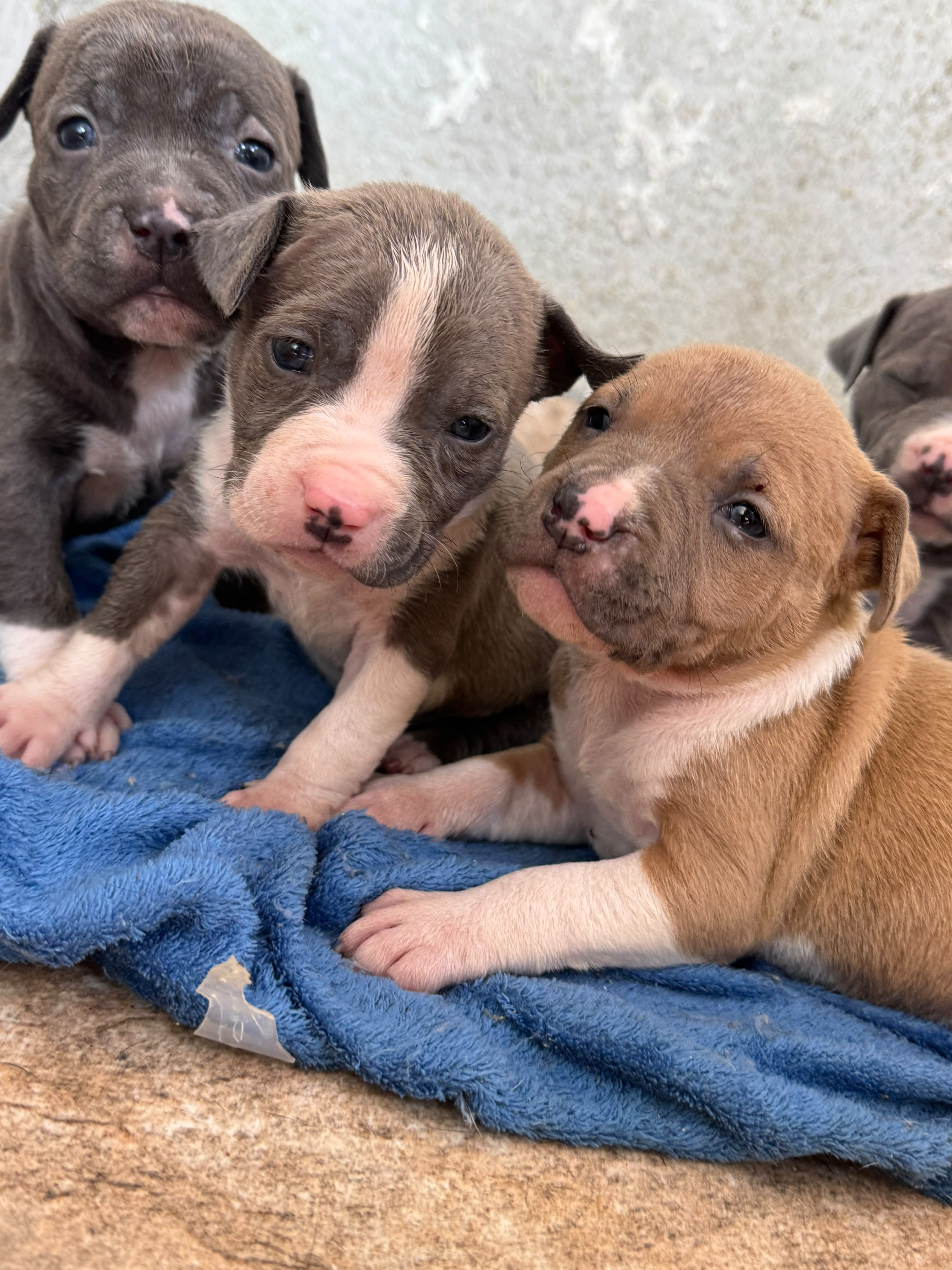Filhotes American bully