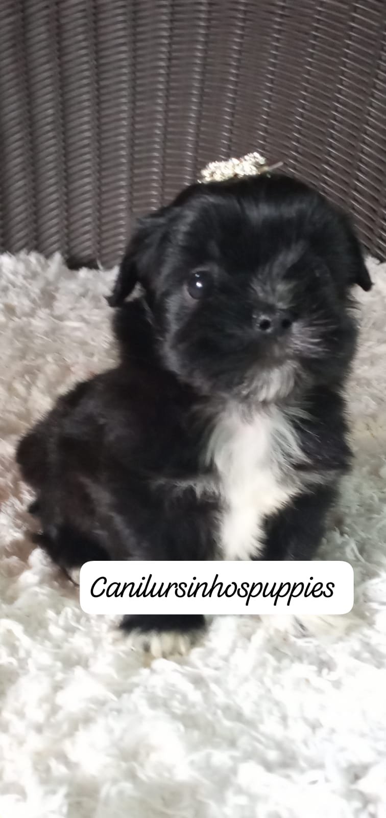 Lhasa apso bebes pronta entrega #canilursinhospuppies 
