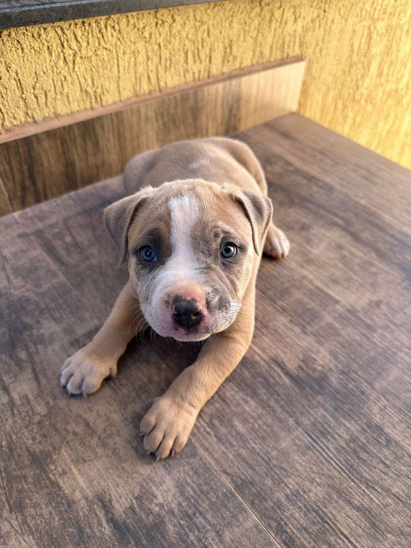 Portal Vendocão Filhotes  Brasilândia 