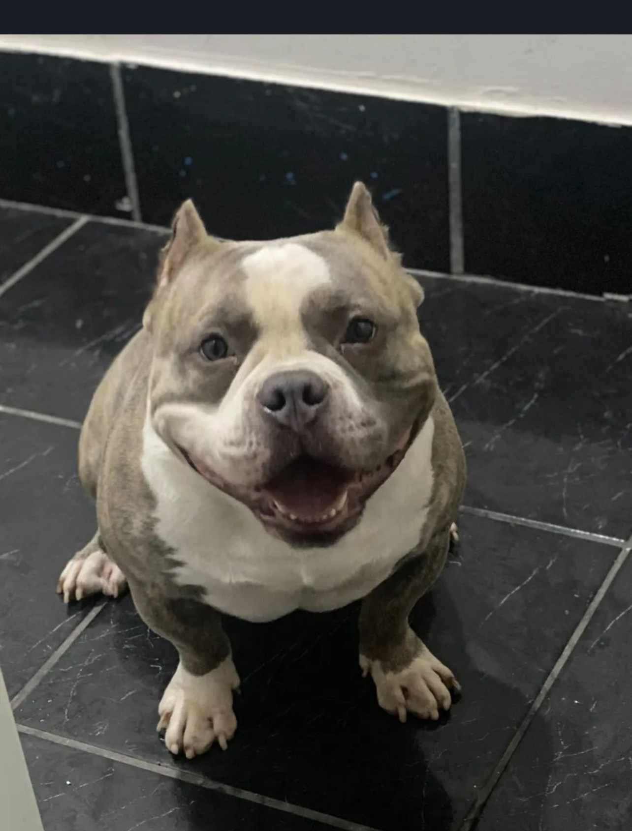 Portal Vendocão American Bully pocket incrível  Juiz de Fora