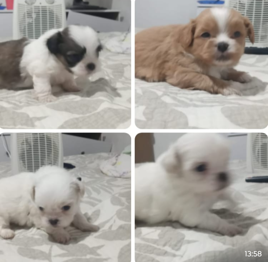 Portal Vendocão Filhotes Yorkshire Shih tzu  Palhoça