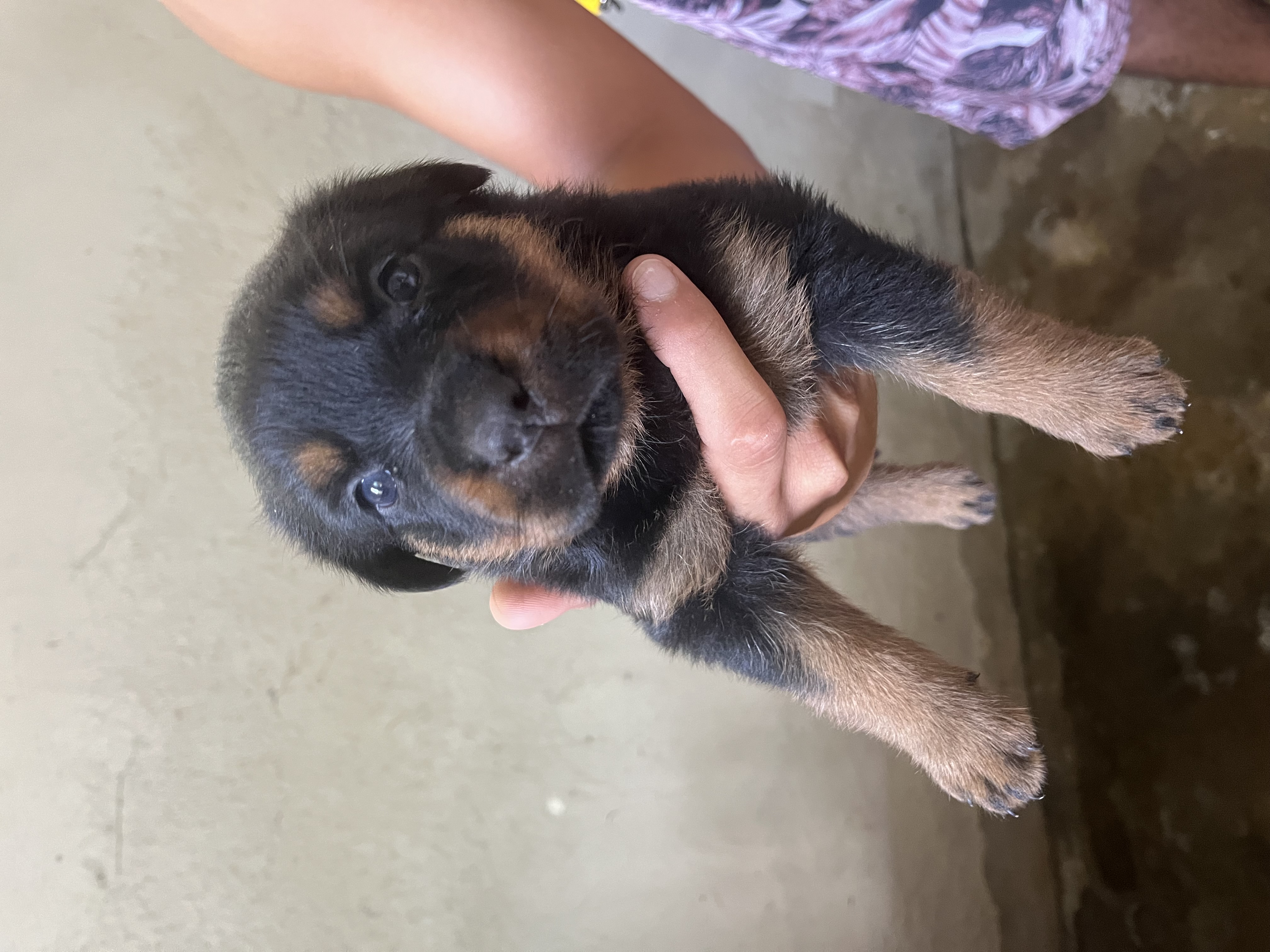 Portal Vendocão Filhotes de rottweiler ( fêmea ) Jaboatão dos Guararapes 