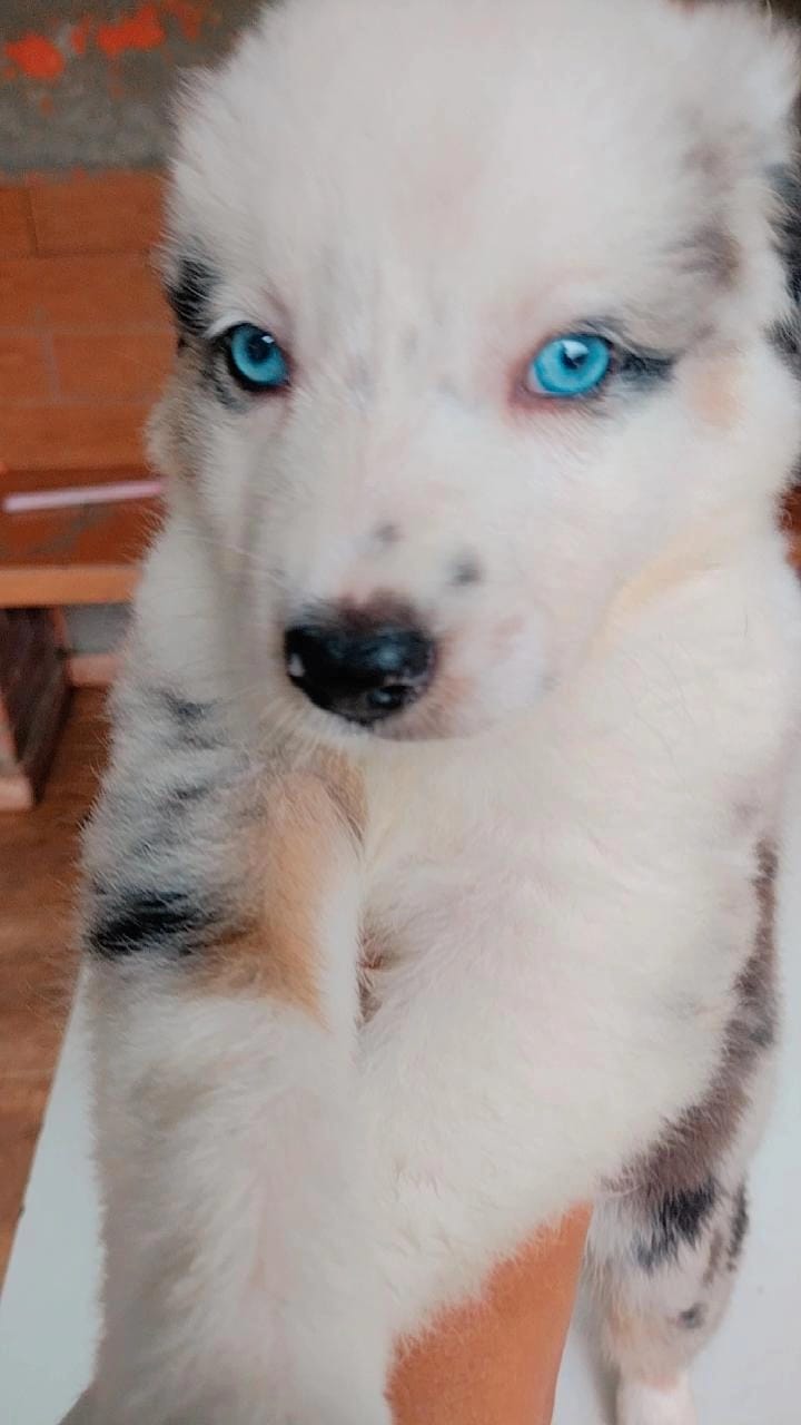 Portal Vendocão Filhotes Border Collie  Paulínia