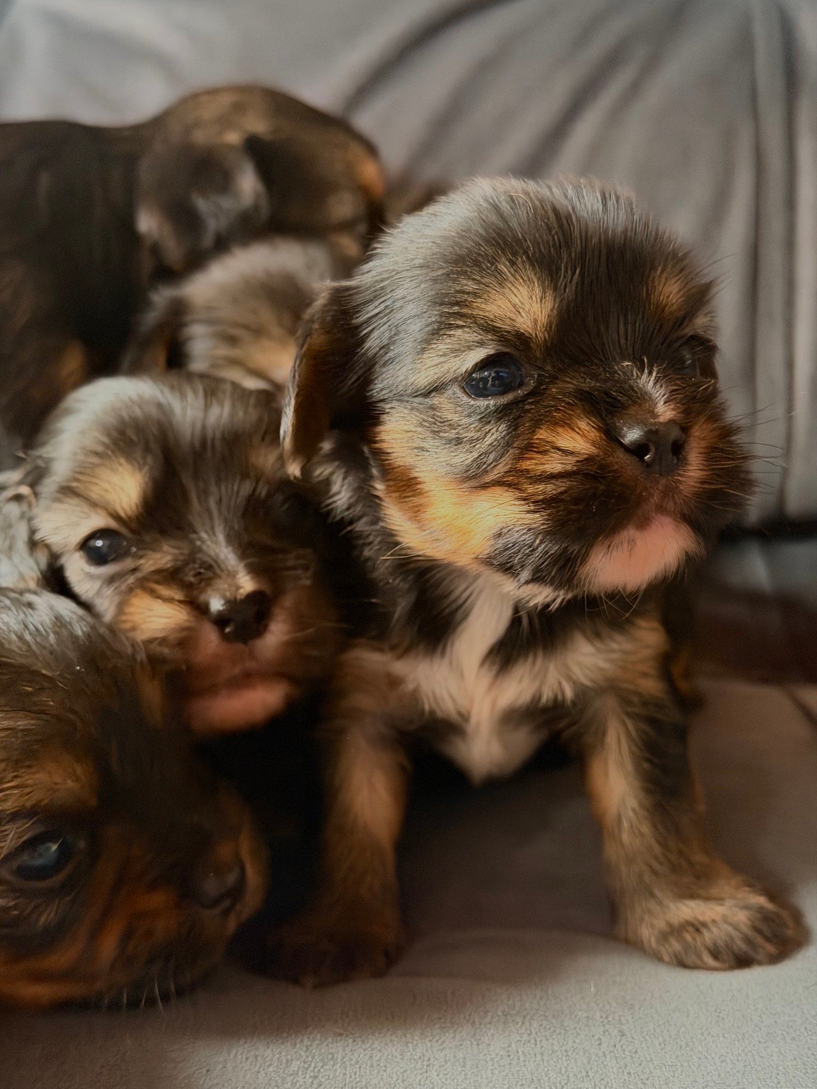  Filhotes de Yorkshire Terrier  - Foto 2