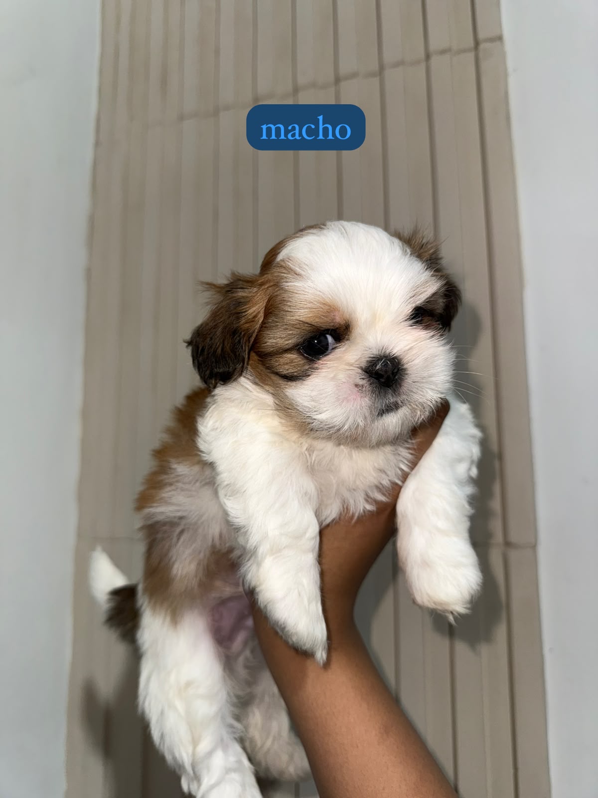 Shitzu miniatura disponível para venda  - Foto 2
