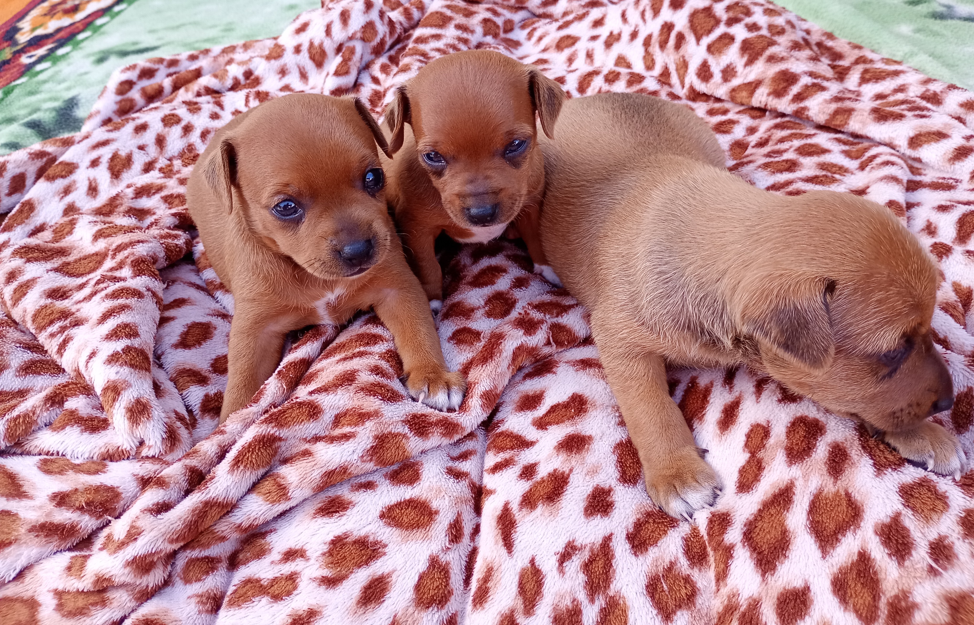 Vendo Filhotes de Pinscher  - Foto 4