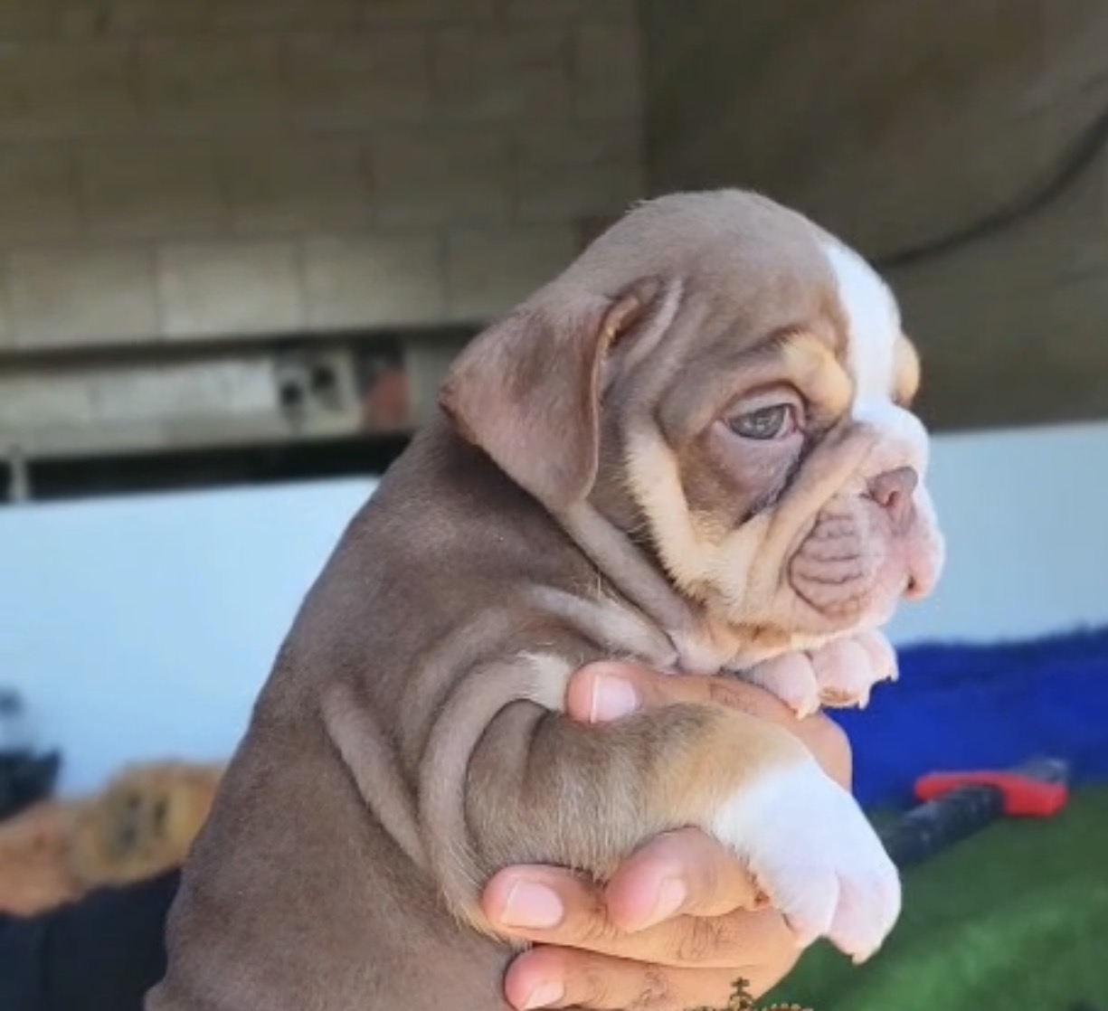 Bulldog lngles lilac exotic 