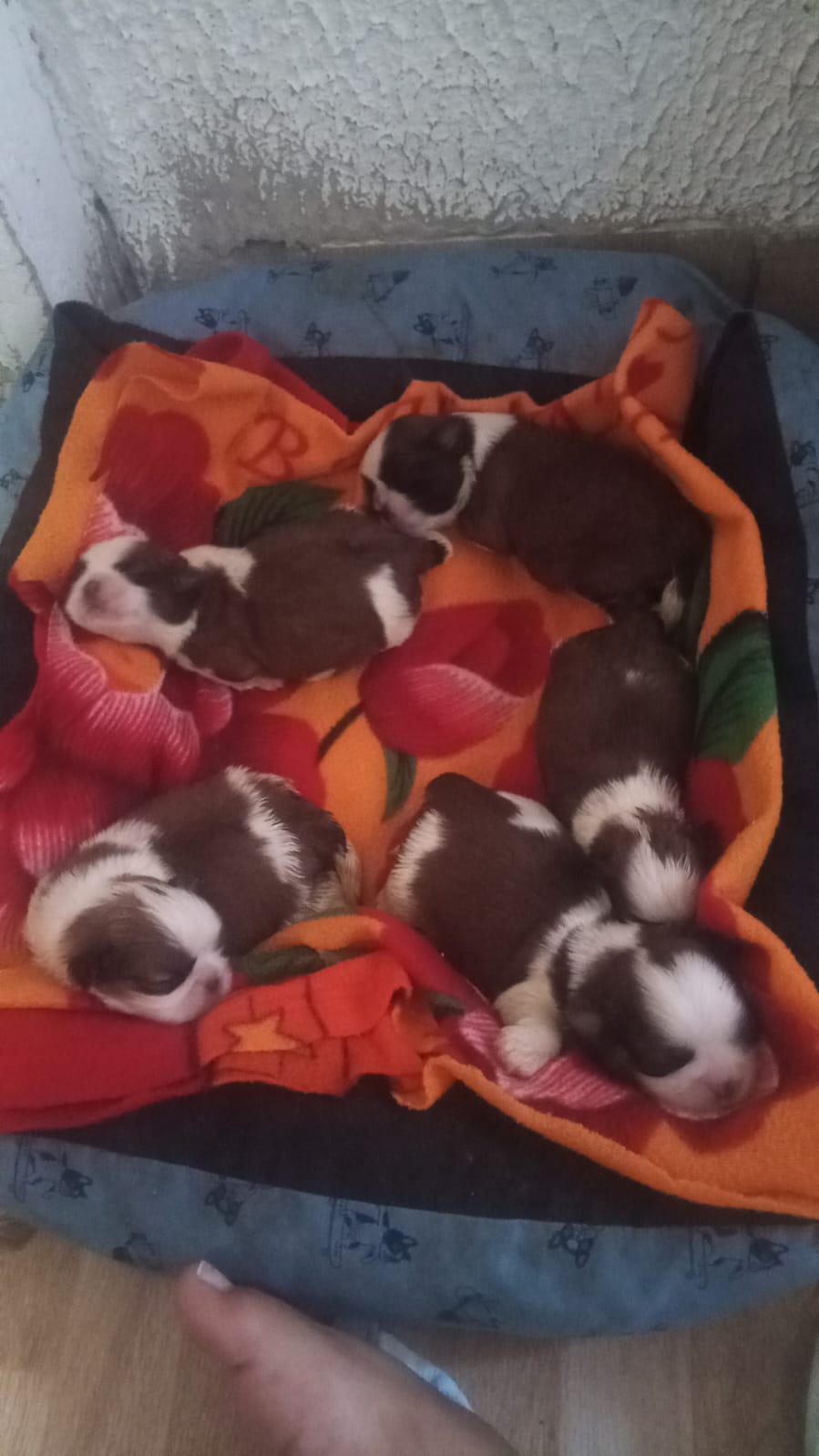 Portal Vendocão Shitzu Pedigree  Fortaleza