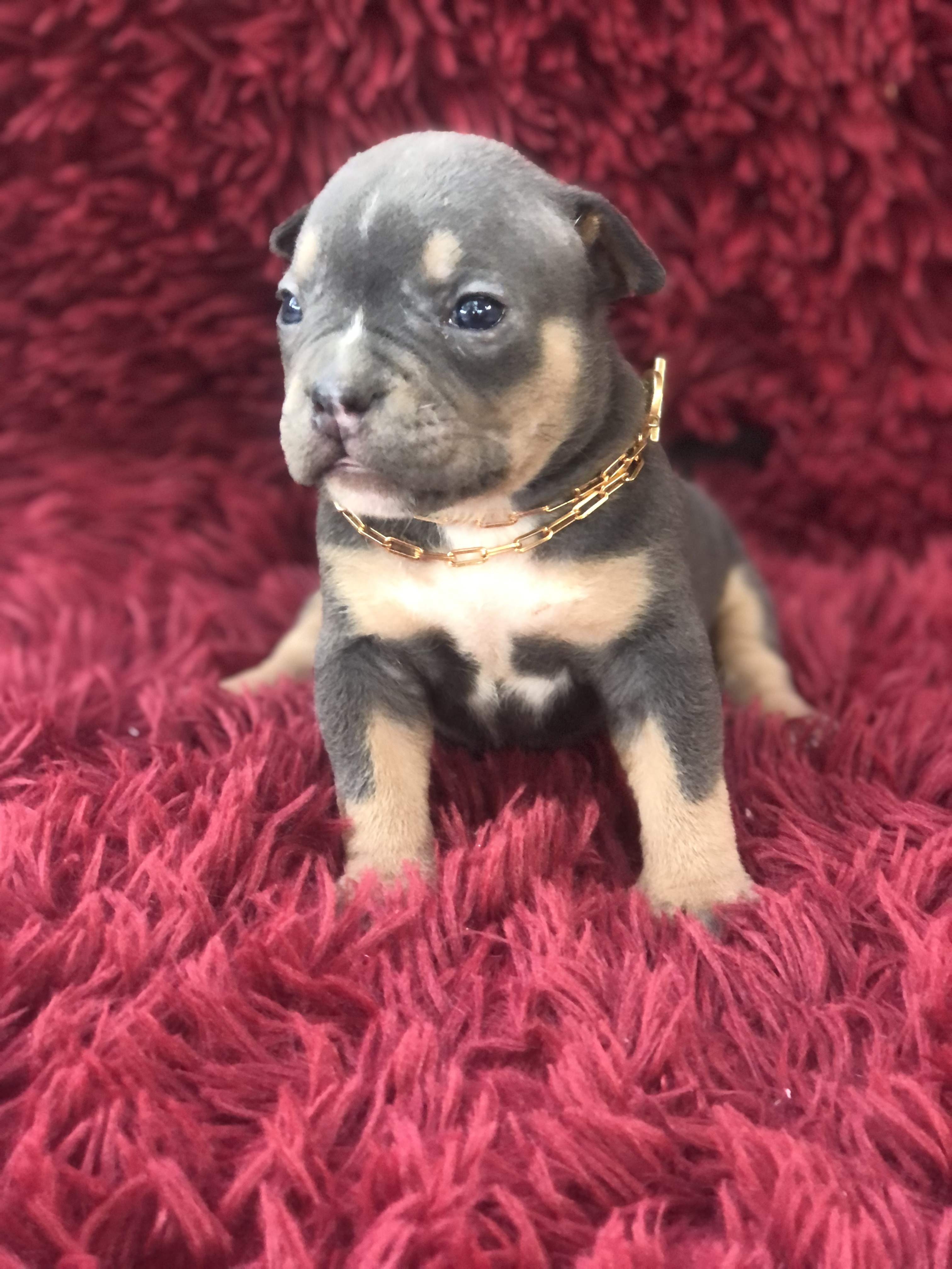 Portal Vendocão American bully  Nova Iguaçu 