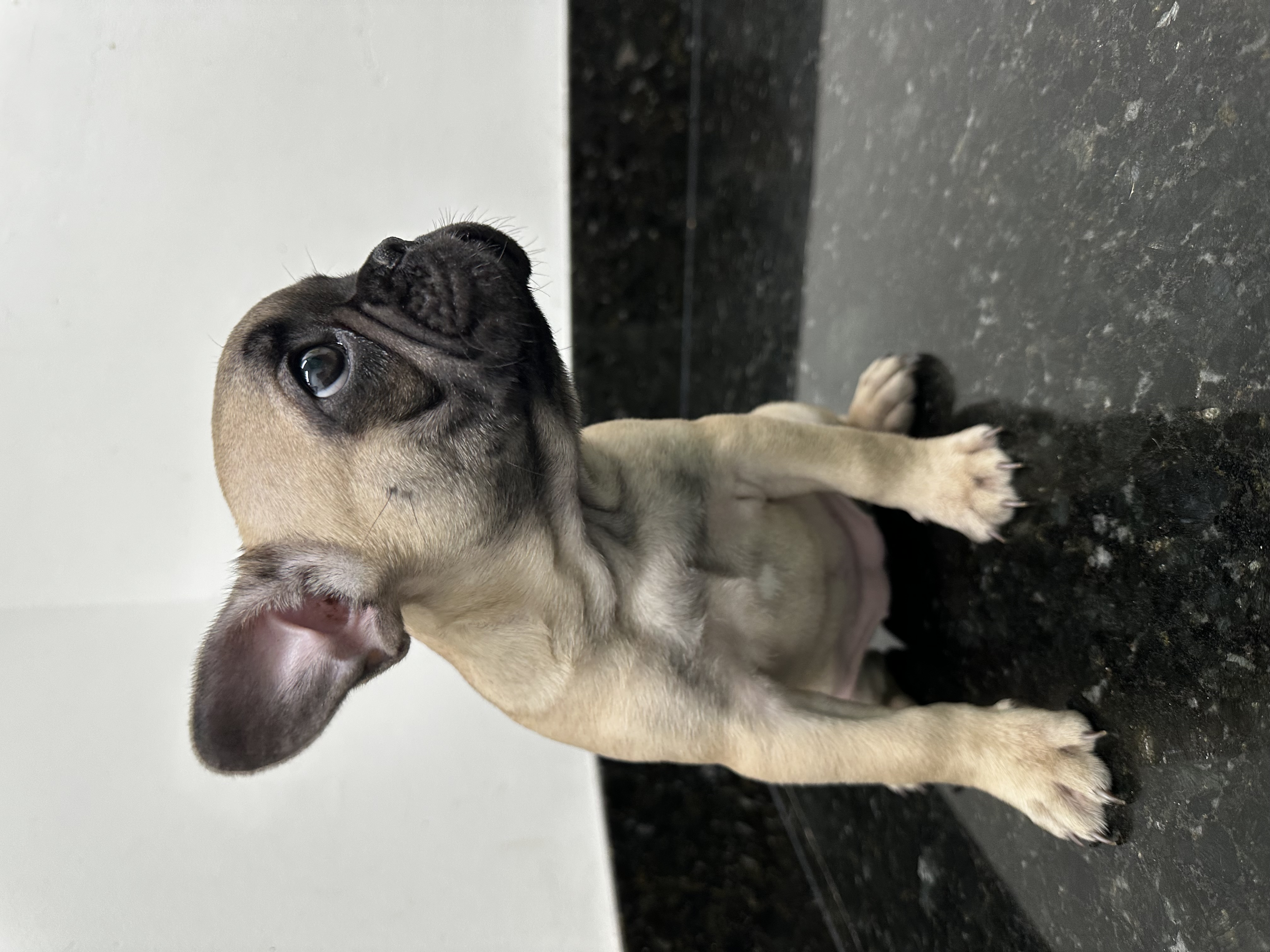 Portal Vendocão Linda Filhote de Buldogue Francês  Biguaçu 