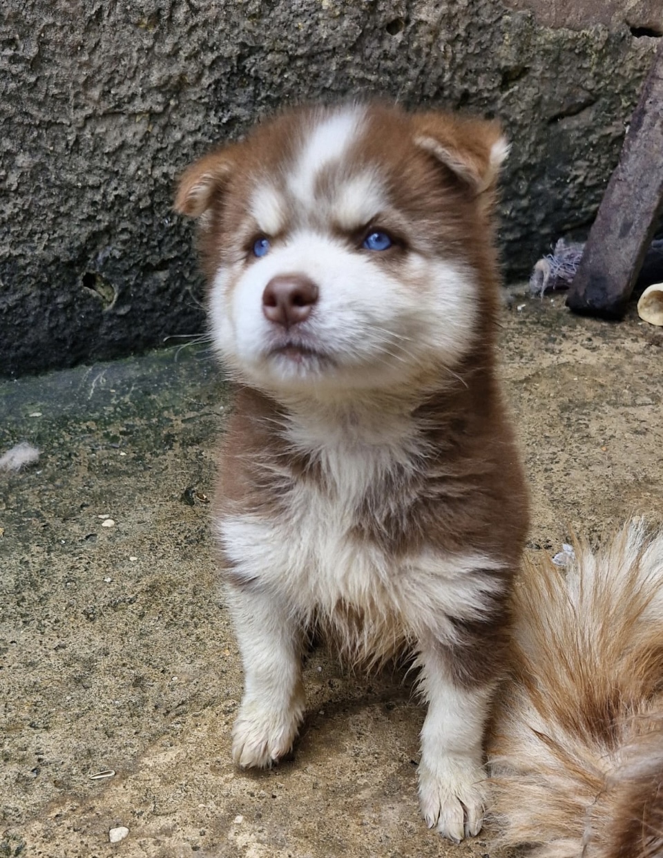 Portal Vendocão Filhote Macho Husky Siberiano São Luis