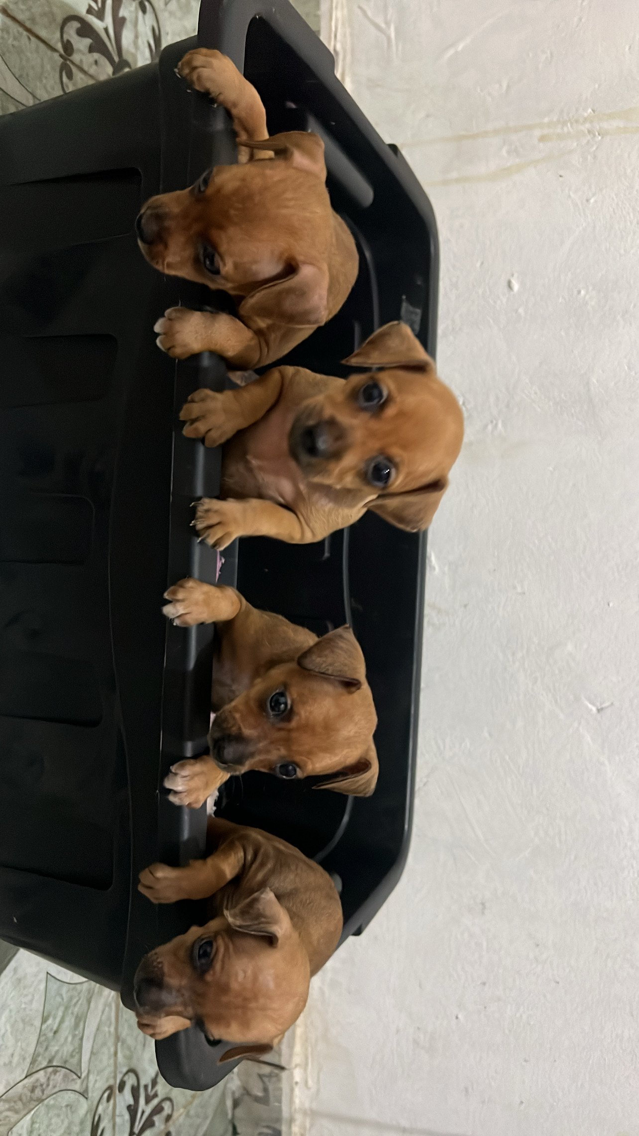 Filhotes de Pinscher!! - Foto 5