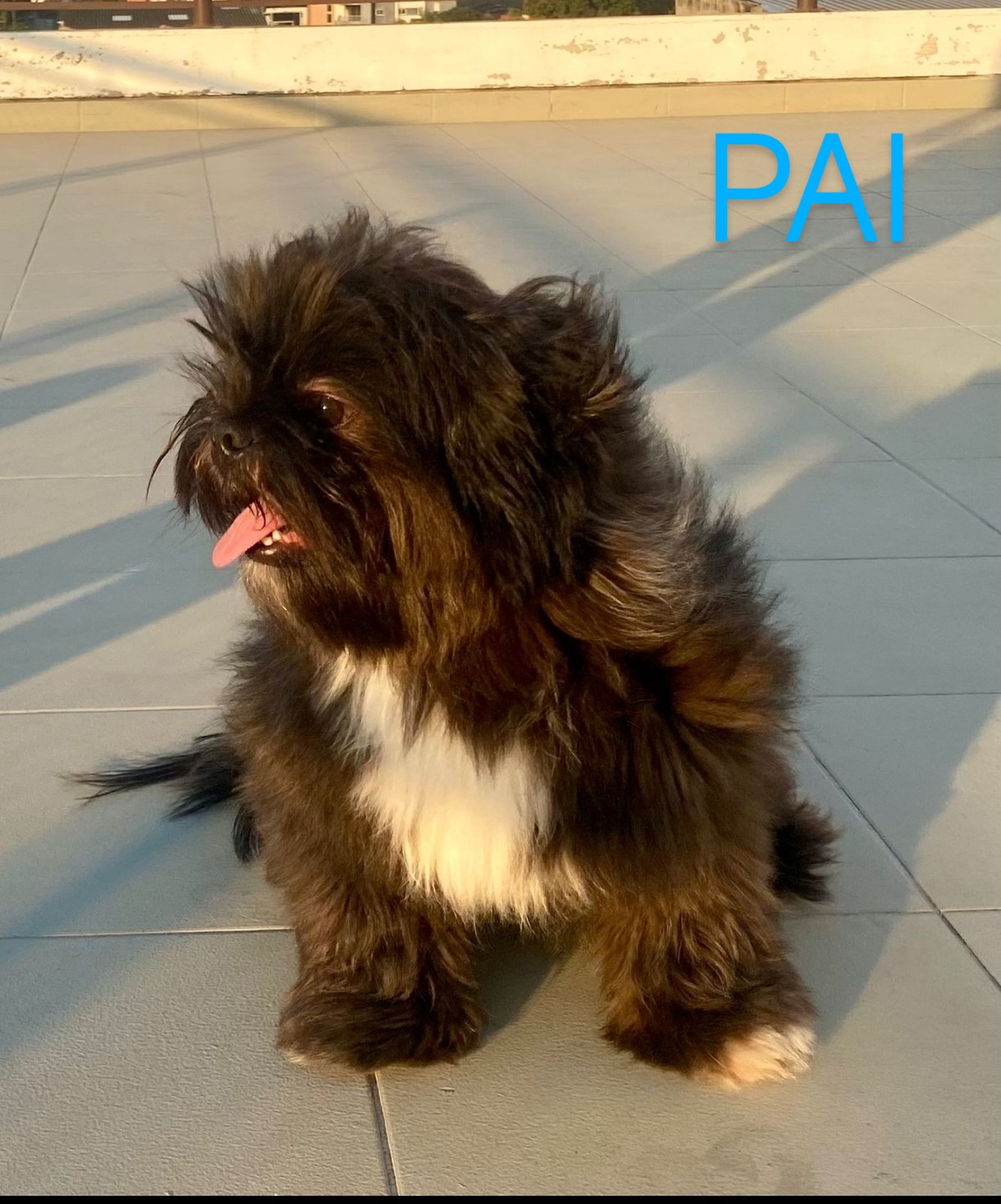 Shih tzu macho  - Foto 2