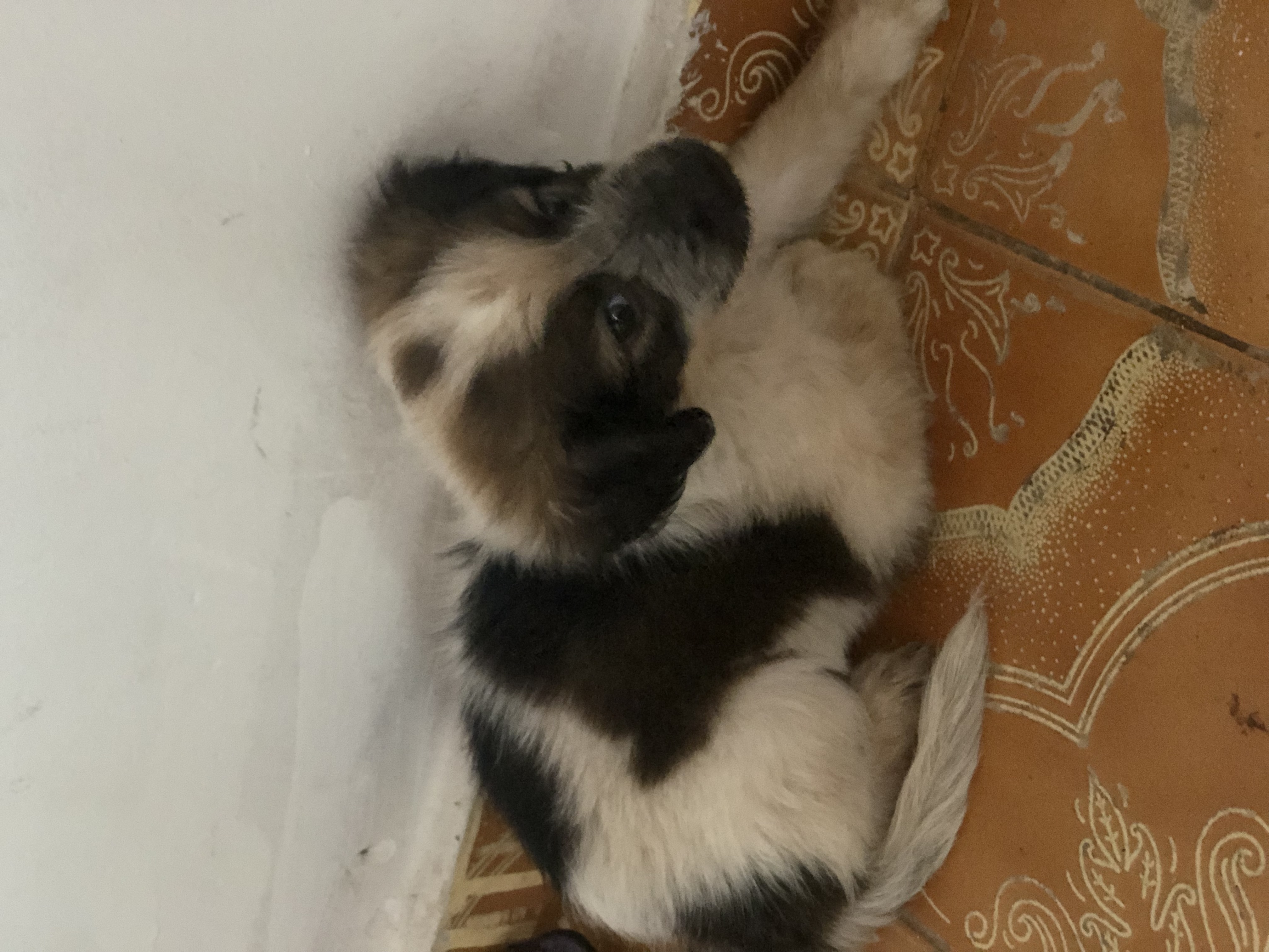 Portal Vendocão Vendo poodle fêmea  Belém 