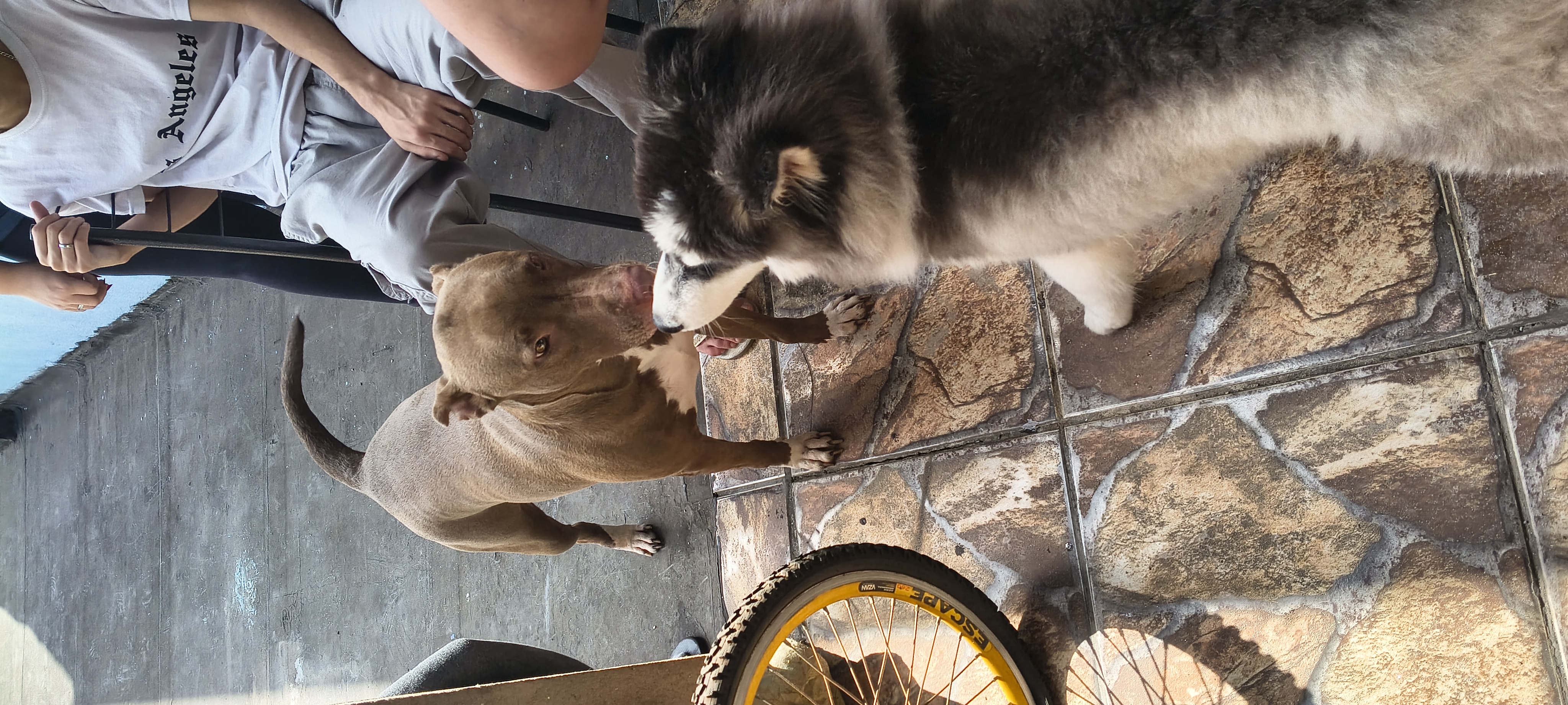 Husky siberiano  - Foto 1