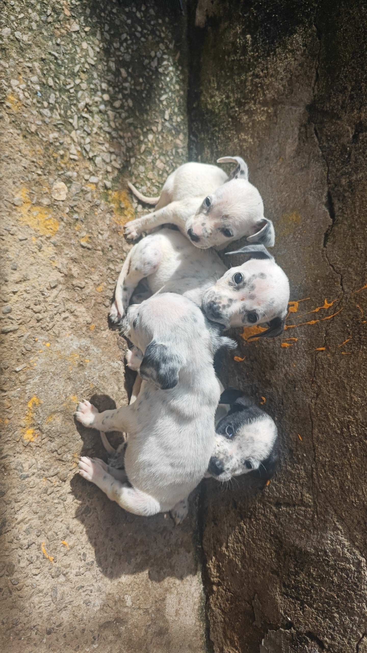 Cães dálmatas 100% puro 
