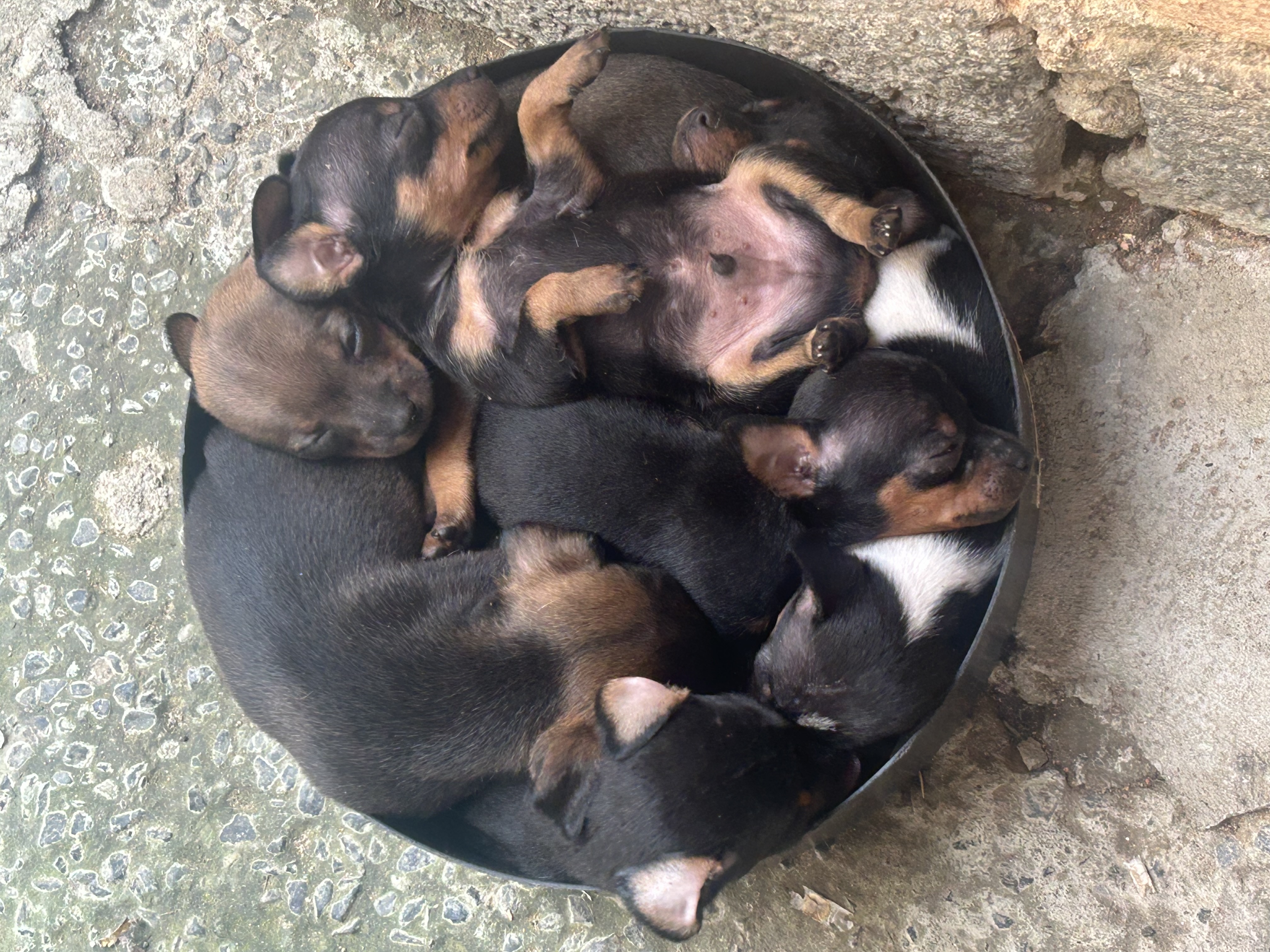 Portal Vendocão Cachorro pinscher Belo Horizonte