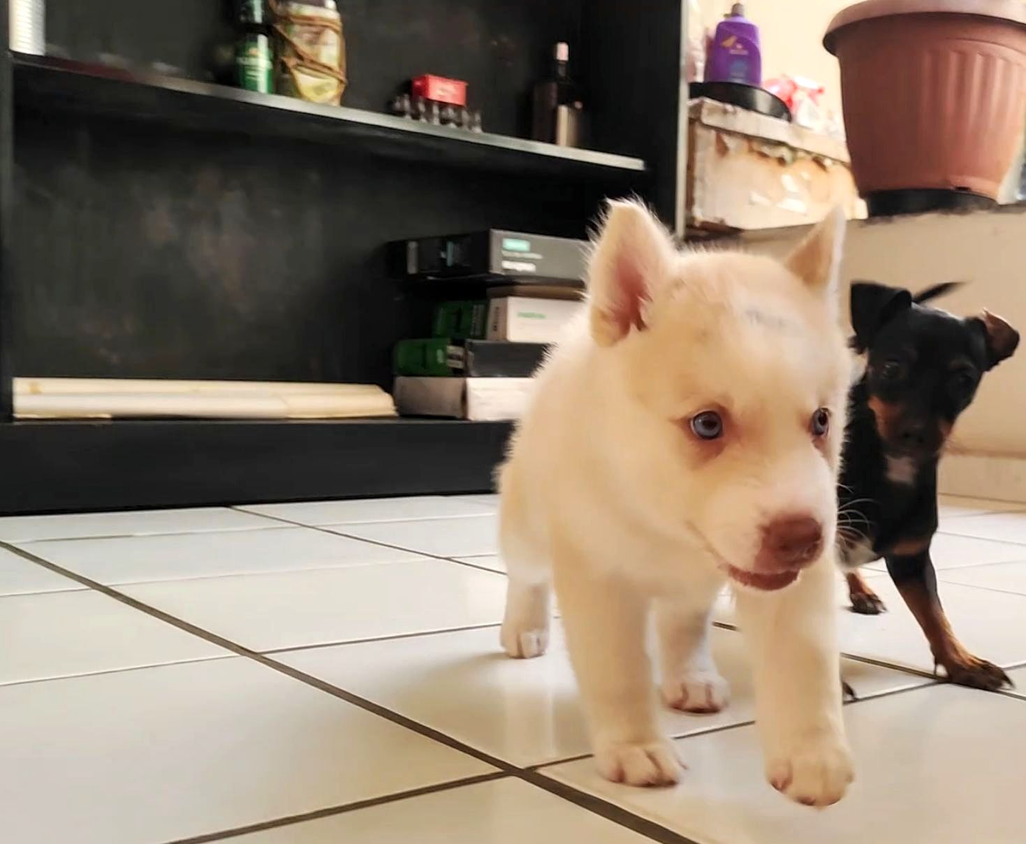 Portal Vendocão Husky siberiano fêmea  Natal RN 