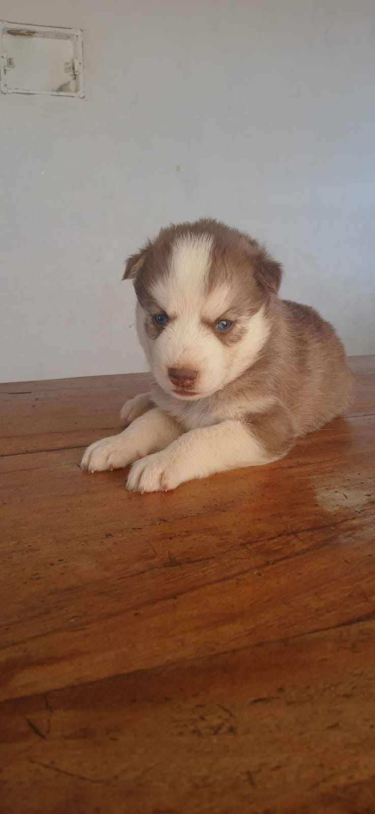 Husky Siberiano - Foto 2