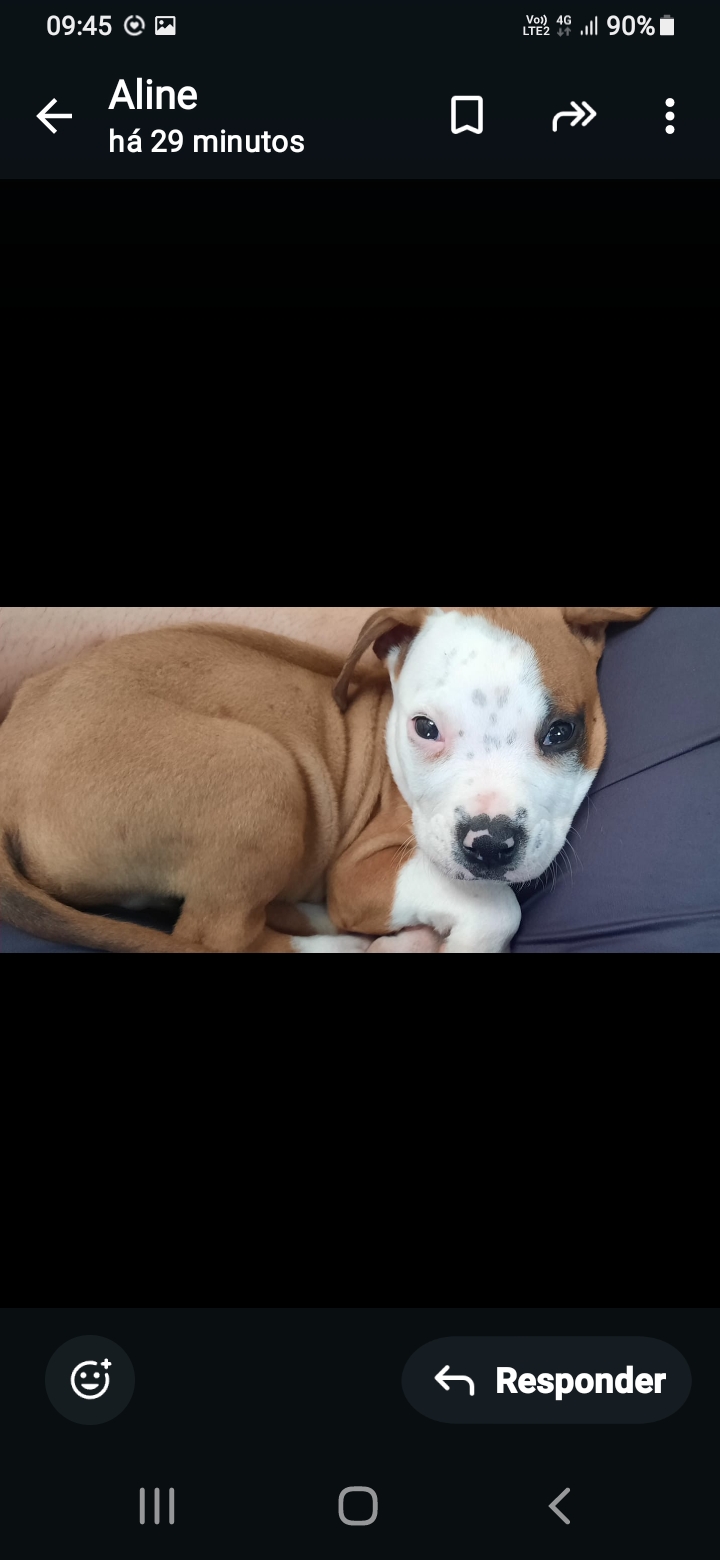 Portal Vendocão Filhote pit monster Brasilia 