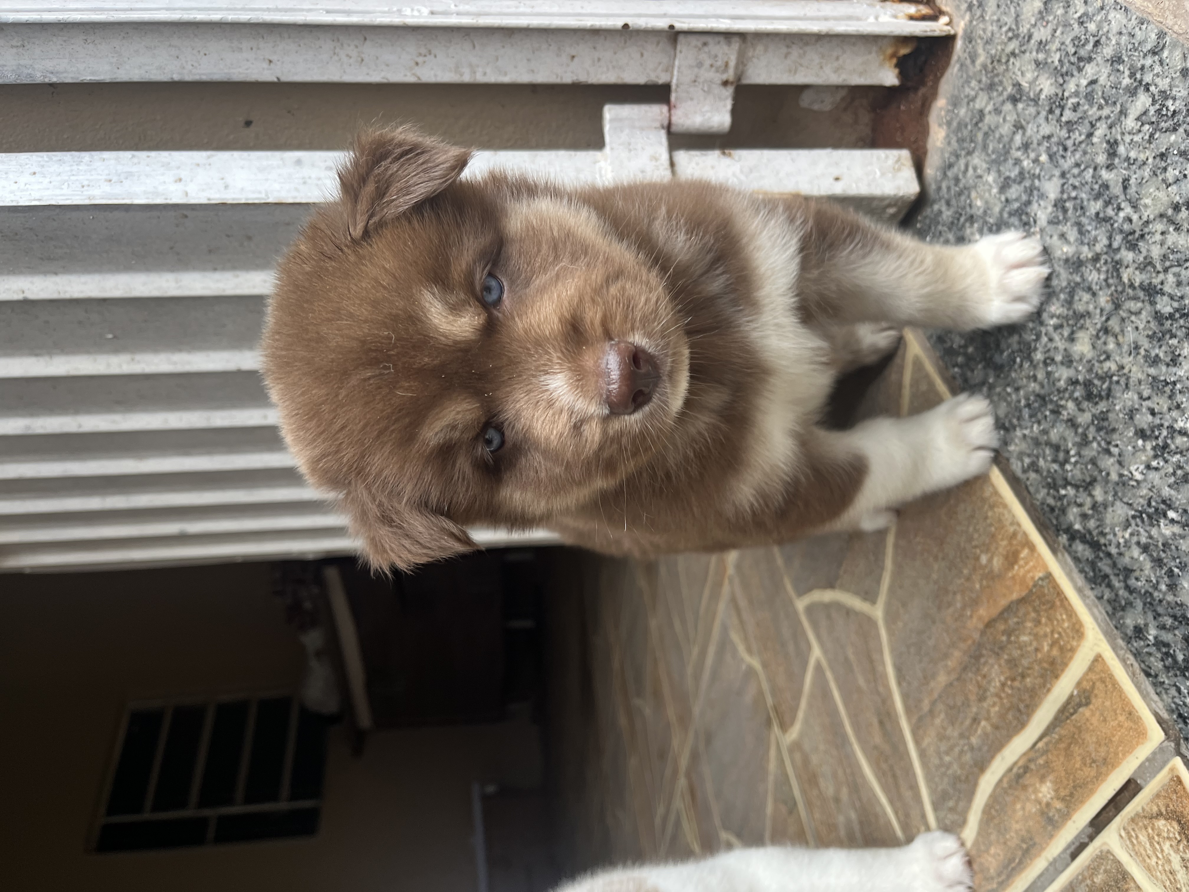 Vendo husky siberiano  - Foto 3
