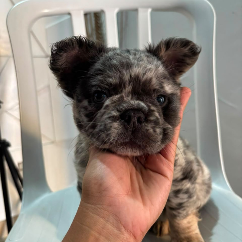 Bulldog Francês Macho – Lilac Tan Merle Fluffy com Pedigree - Foto 1