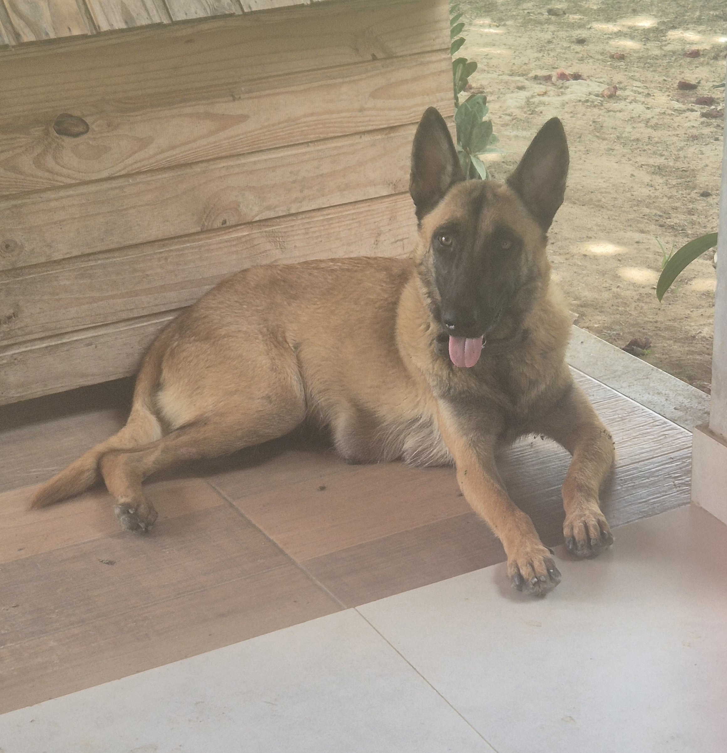 Portal Vendocão Vende-se filhote de Pastor Belga Malinois com Pastor Alemão Capa Preta  Lauro de Freitas