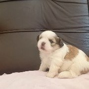 Vendo filhote de shih Tzu linda e pura muito dócil - Foto 5