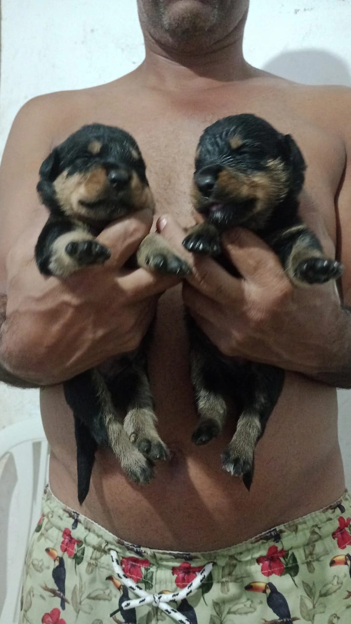 Portal Vendocão Rottweiler  Salvador 