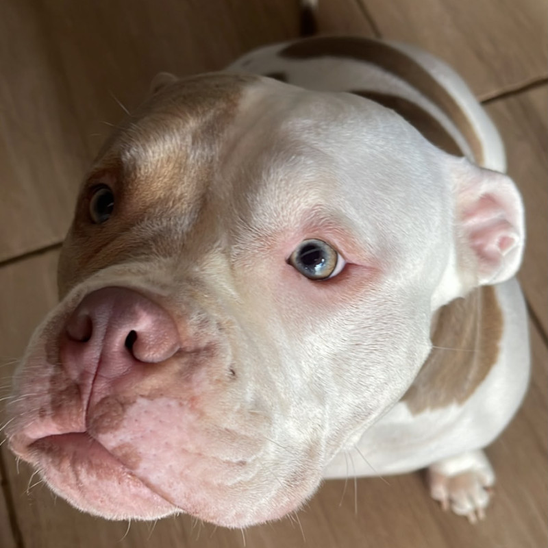 Filhotes de American bully - Foto 1
