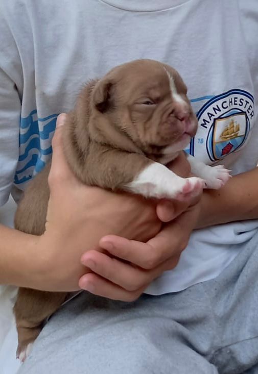Portal Vendocão AMERICAN BULLY - COM PEDIGREE Umuarama 