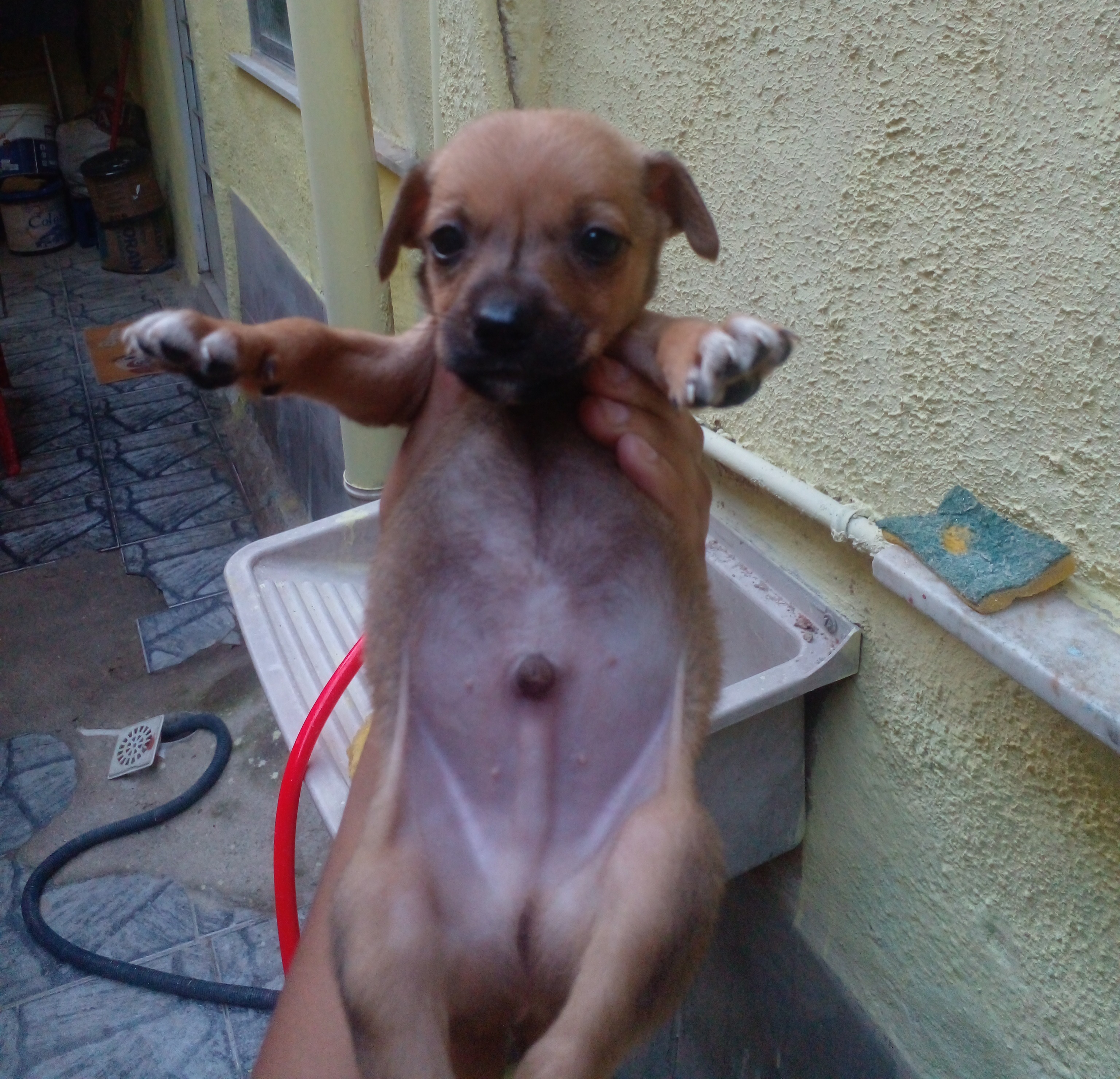 Filhotes de cachorros - Foto 5