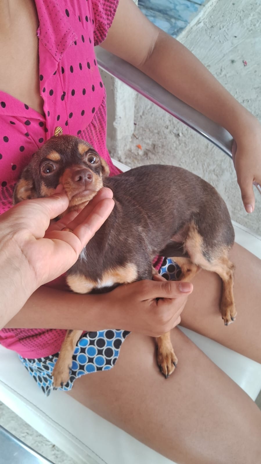 Portal Vendocão Pinscher 1 Fêmea CHOCOLATE  Serra