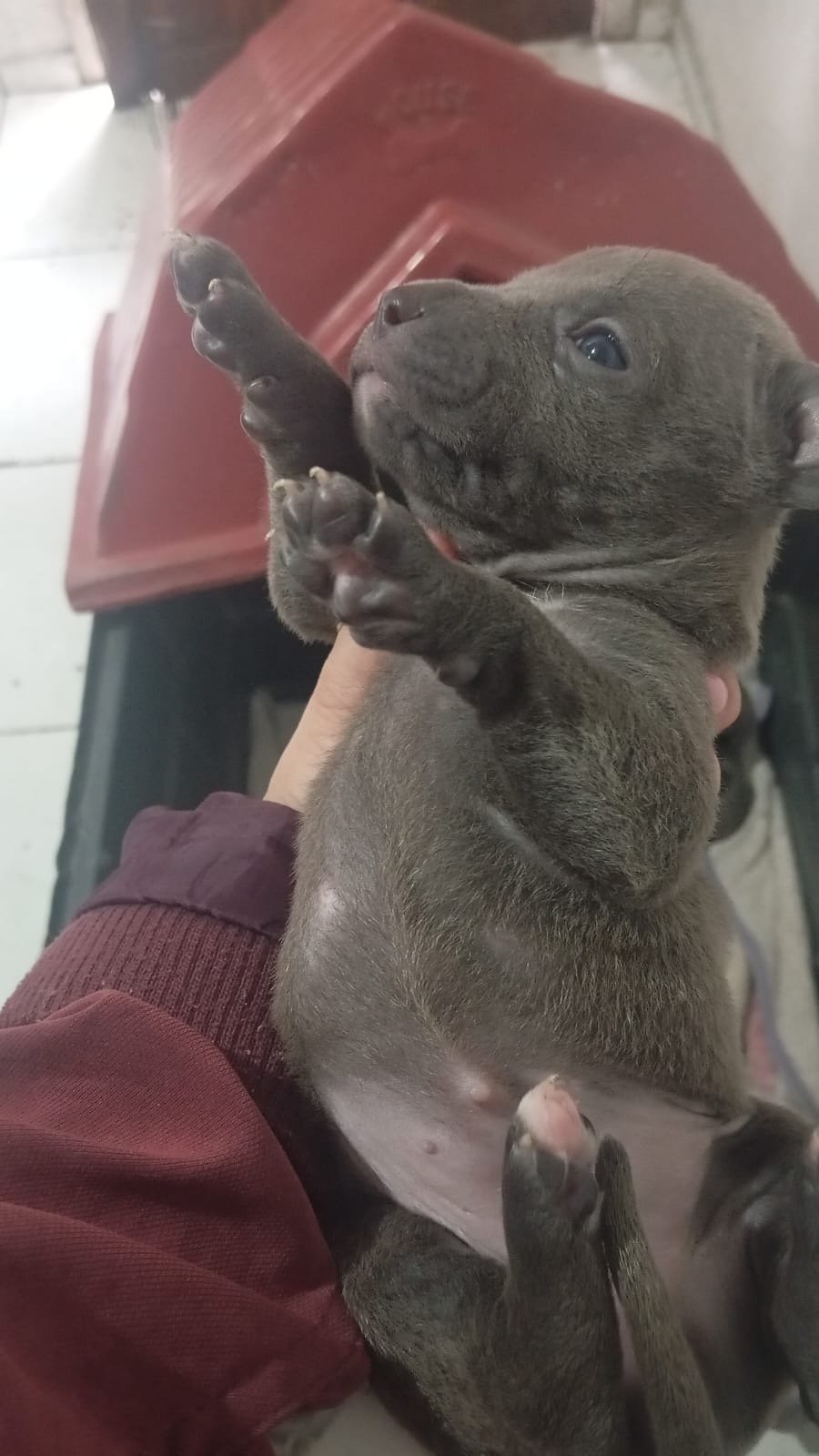 Vendo filhote de pitbull - Foto 1
