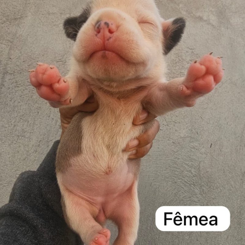 Filhotes de american Bully