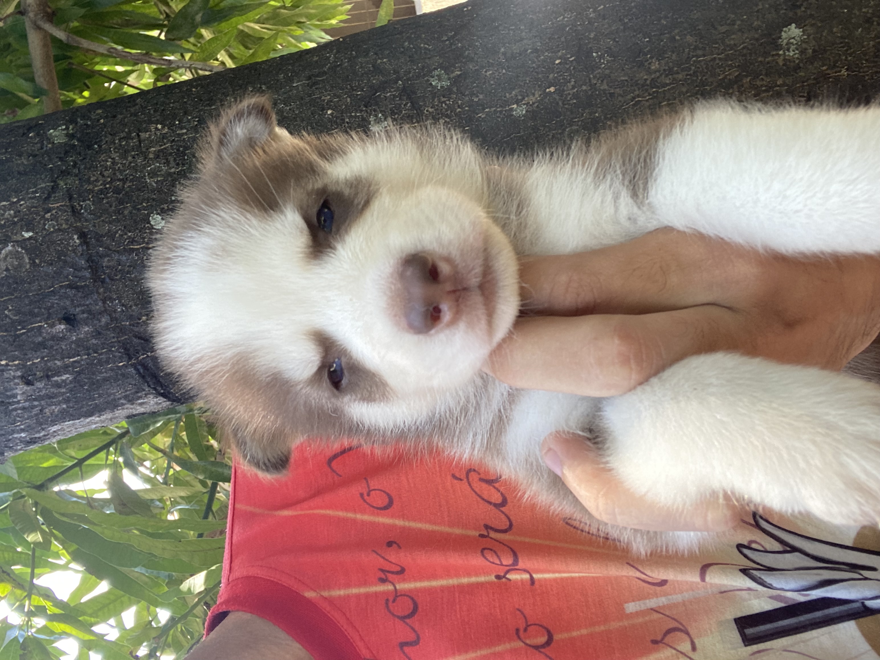 Portal Vendocão Husky Siberiano Filhotes Maceió 