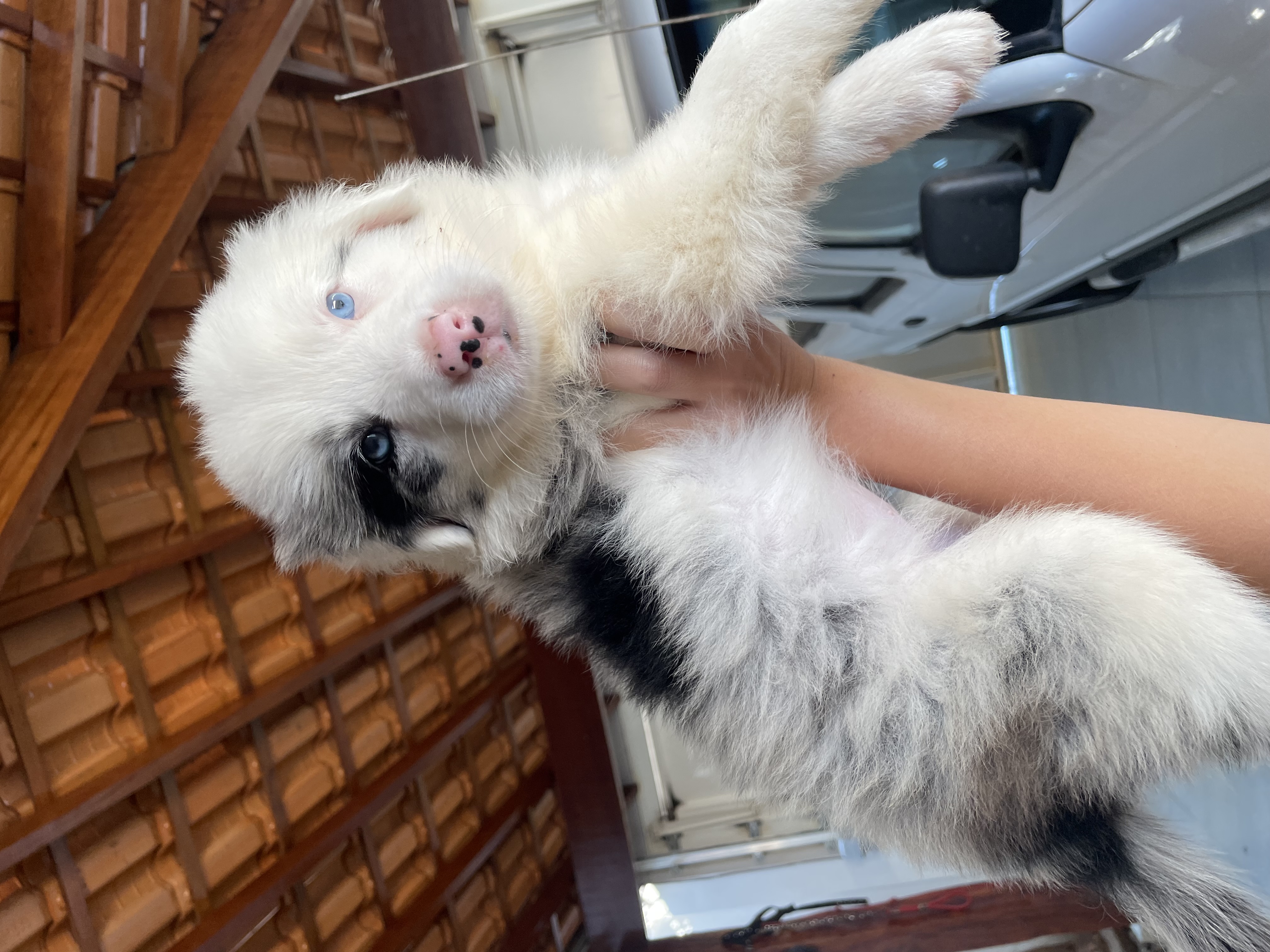 Portal Vendocão Border collie  Franca 