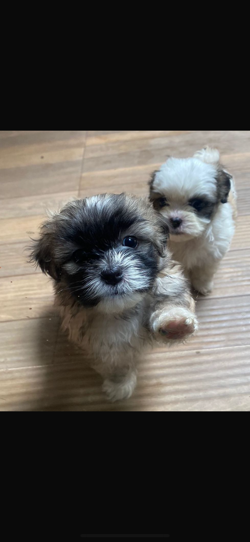 Portal Vendocão Vende-se filhote de lhasa  brasília 