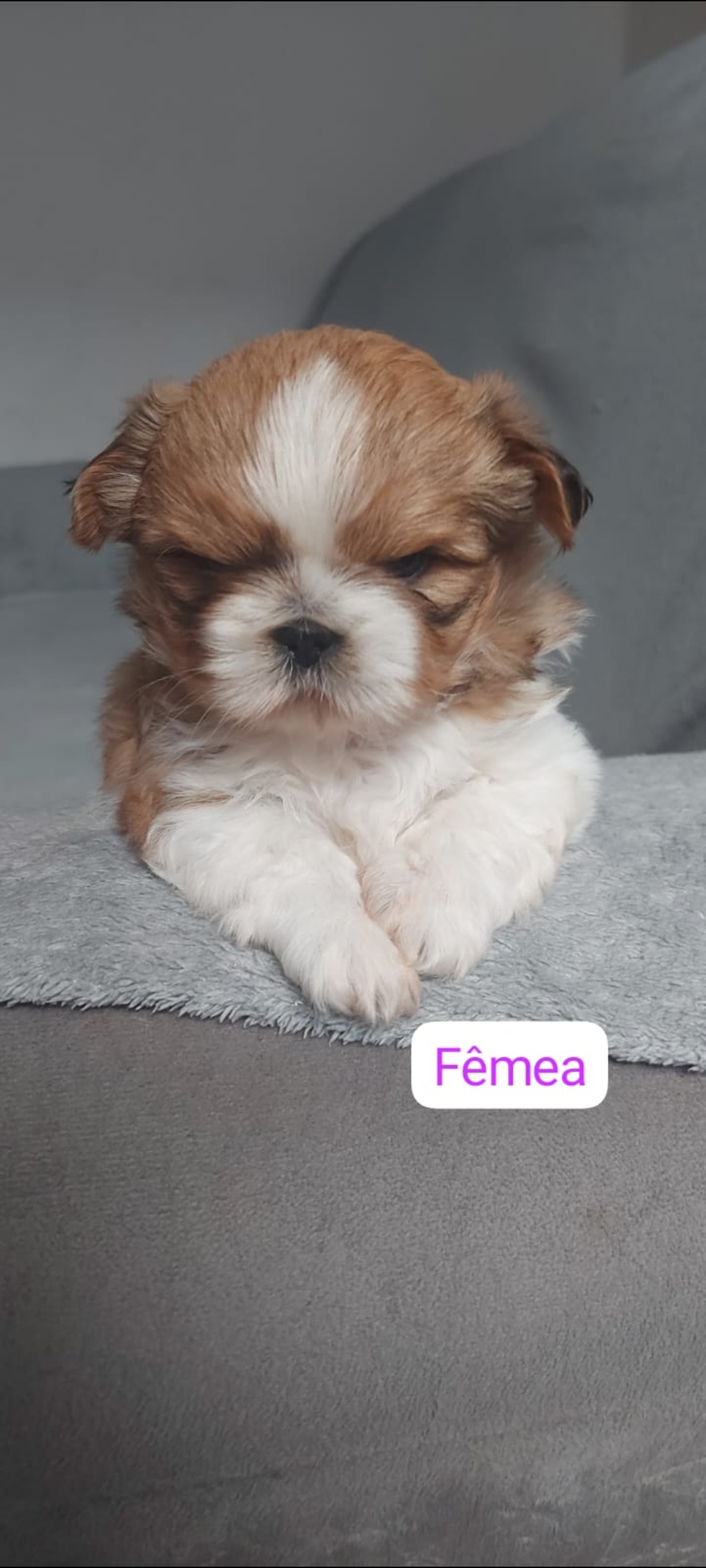Portal Vendocão Vendo casal shih Tzu  Montes Claros