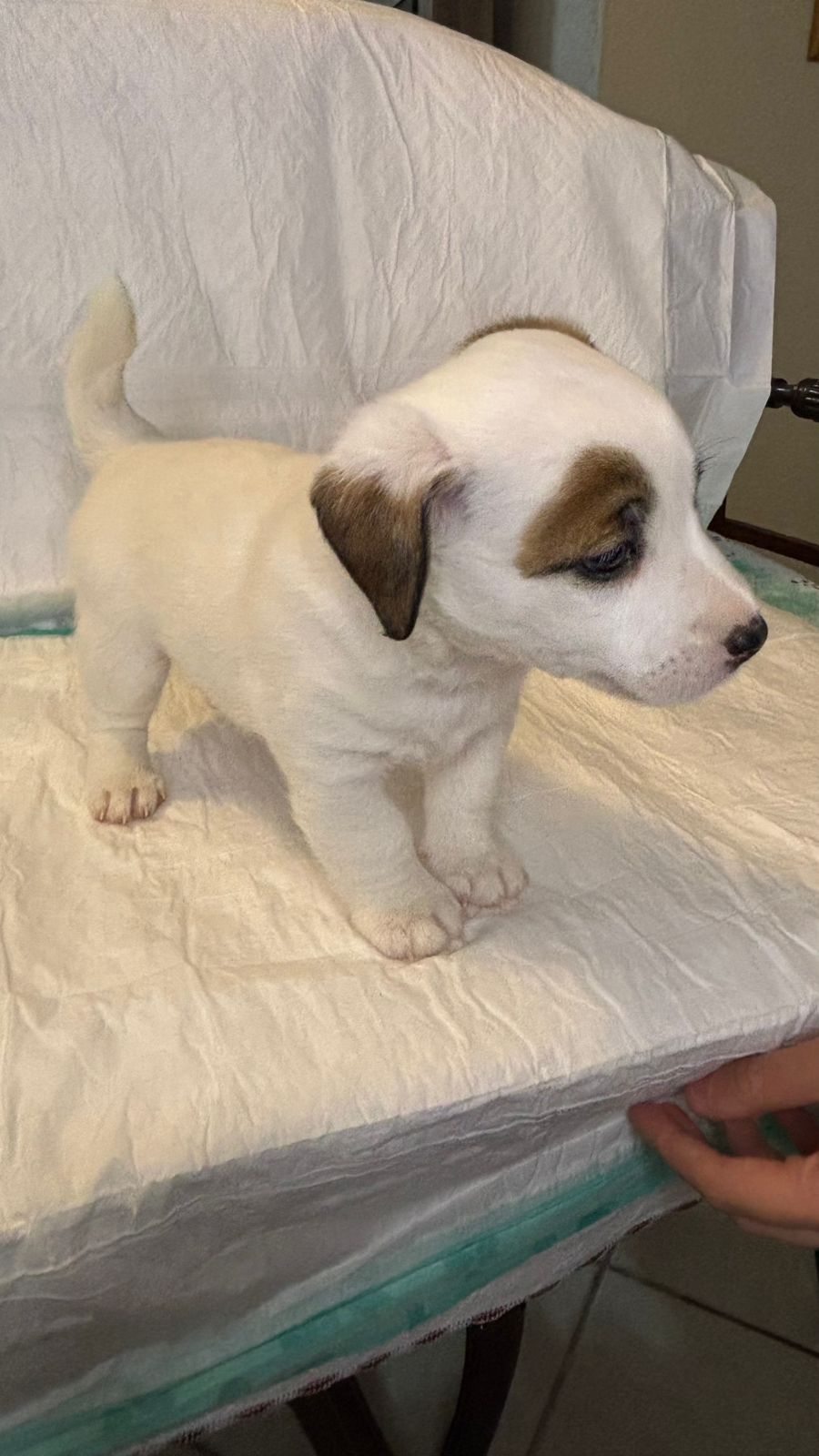 Portal Vendocão lindos jack russel Nova Friburgo