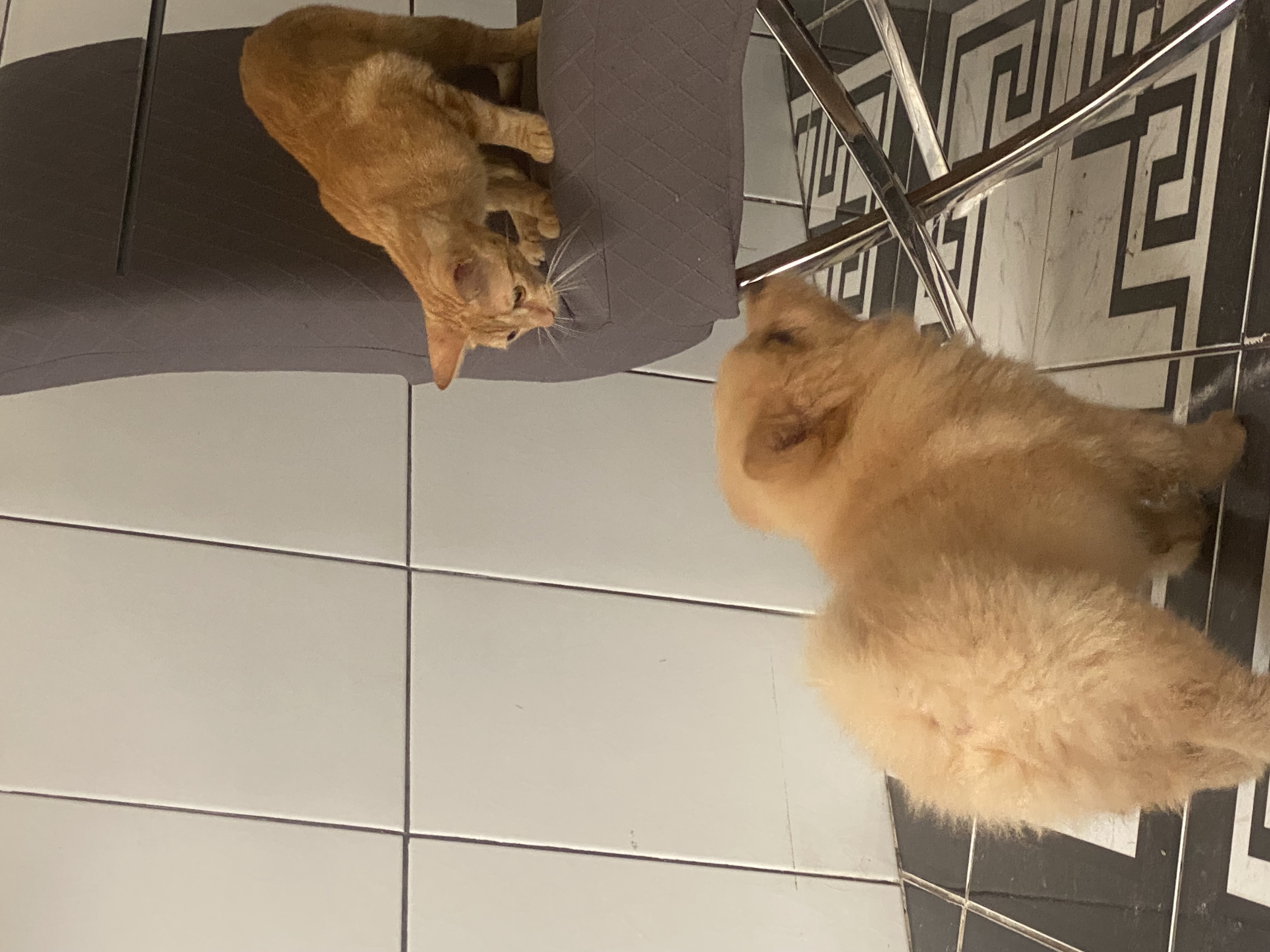 Chowchow - Foto 2